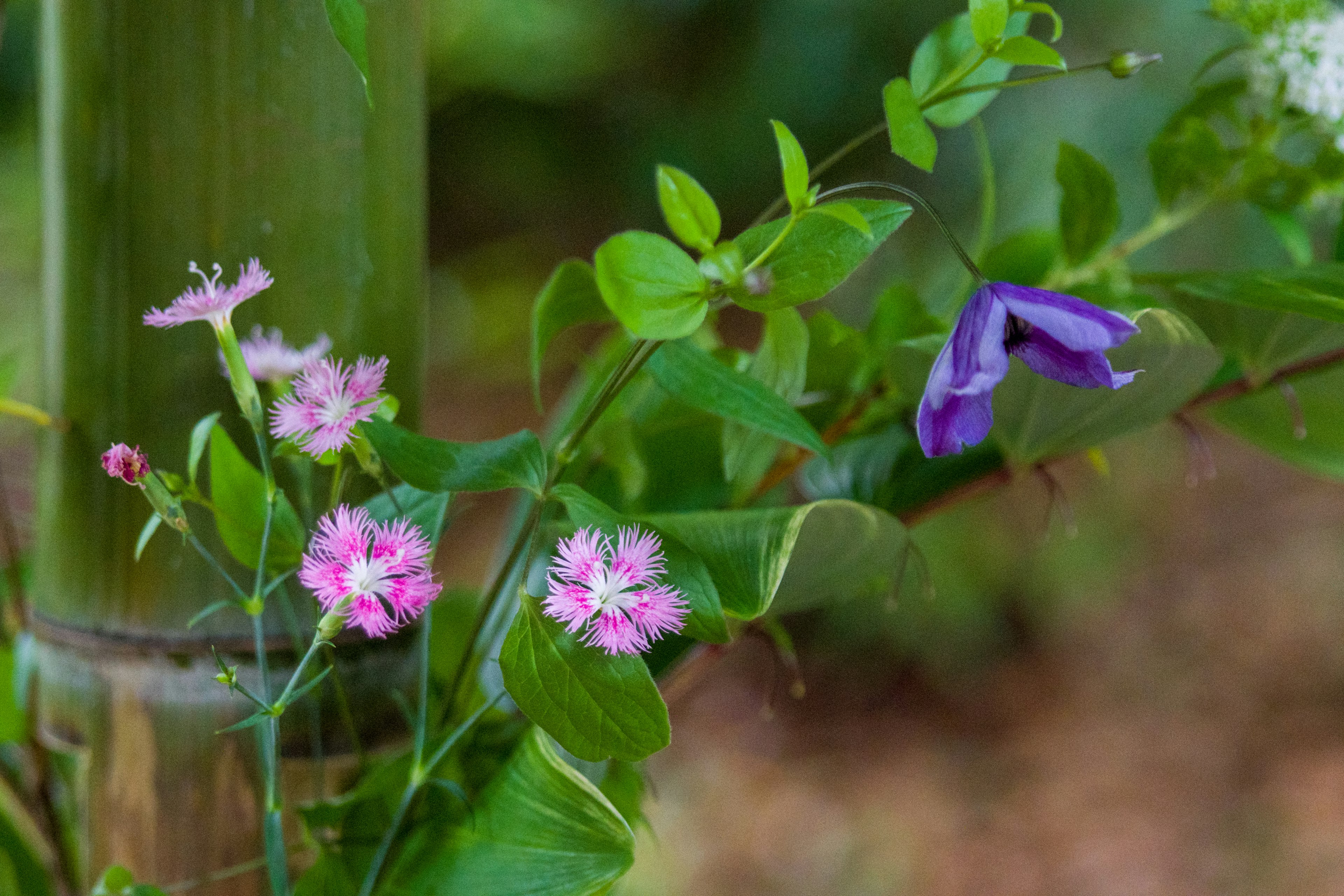 緑の背景にピンクと紫の花が咲いている竹の近くの植物の写真