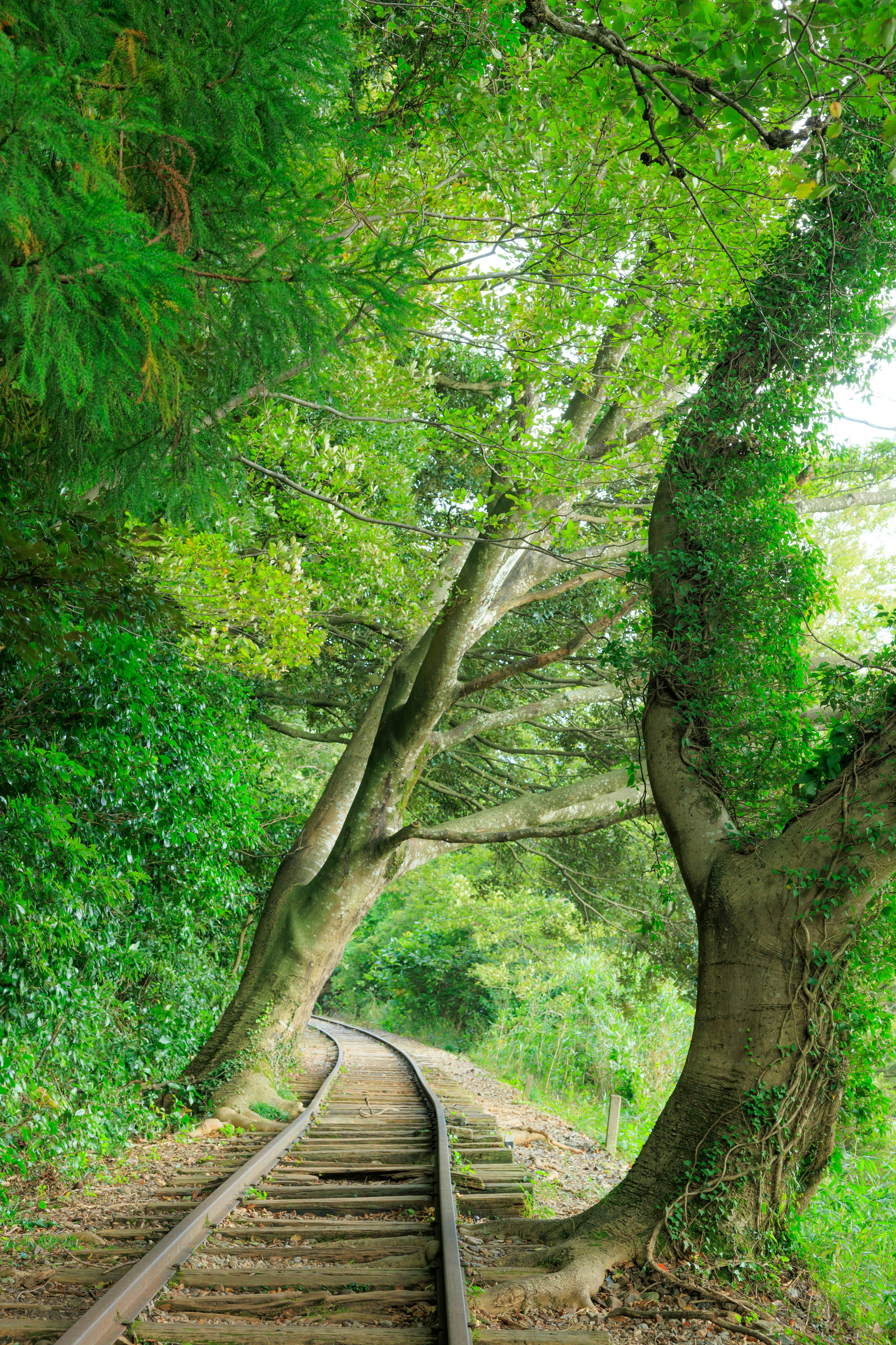 Lush green trees arching over a railway track