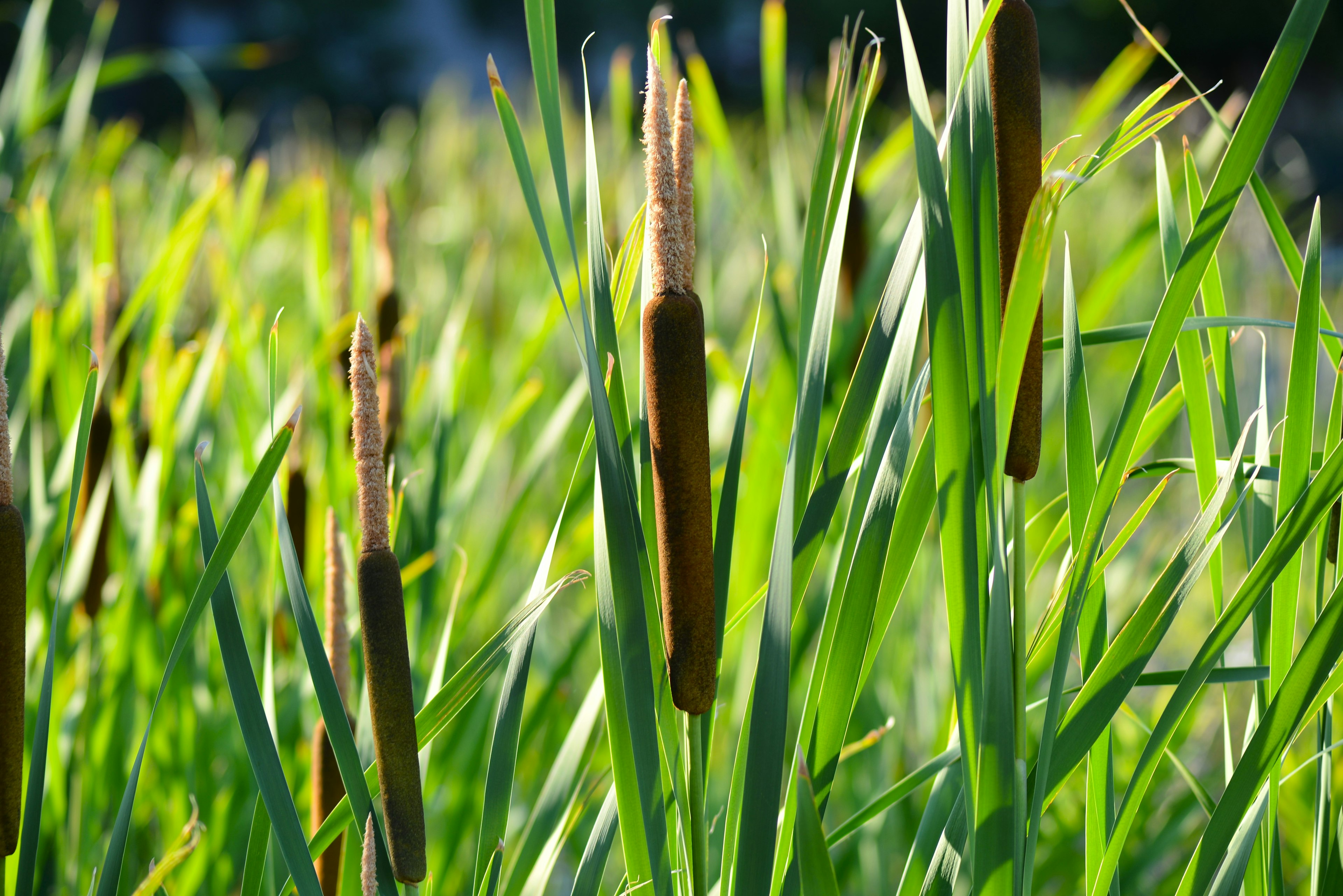 Cattail plants standing tall among green grass