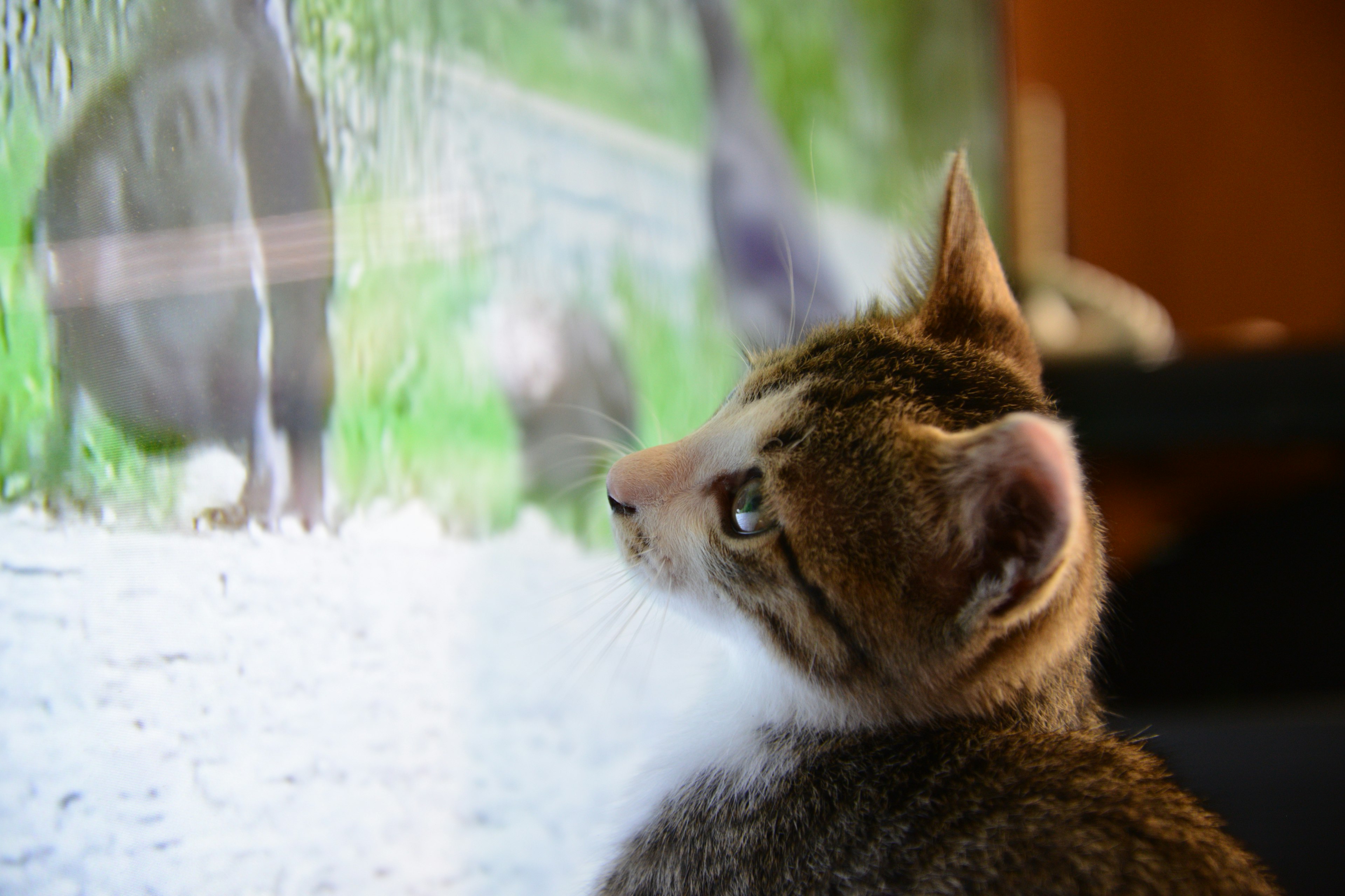 Un gatto che guarda uno schermo televisivo con immagini di natura