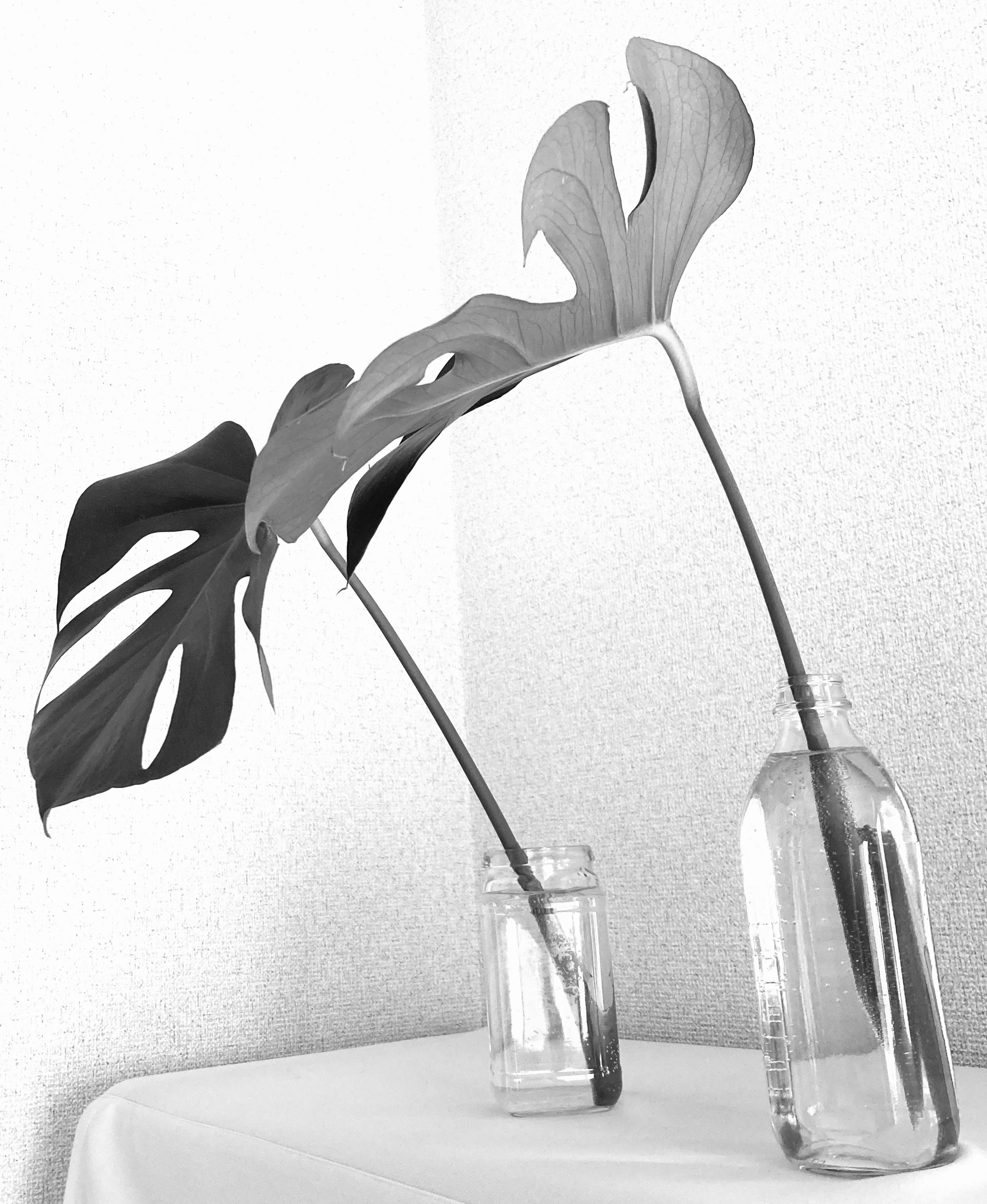 Two Monstera leaves in water bottles on a white table with a textured background