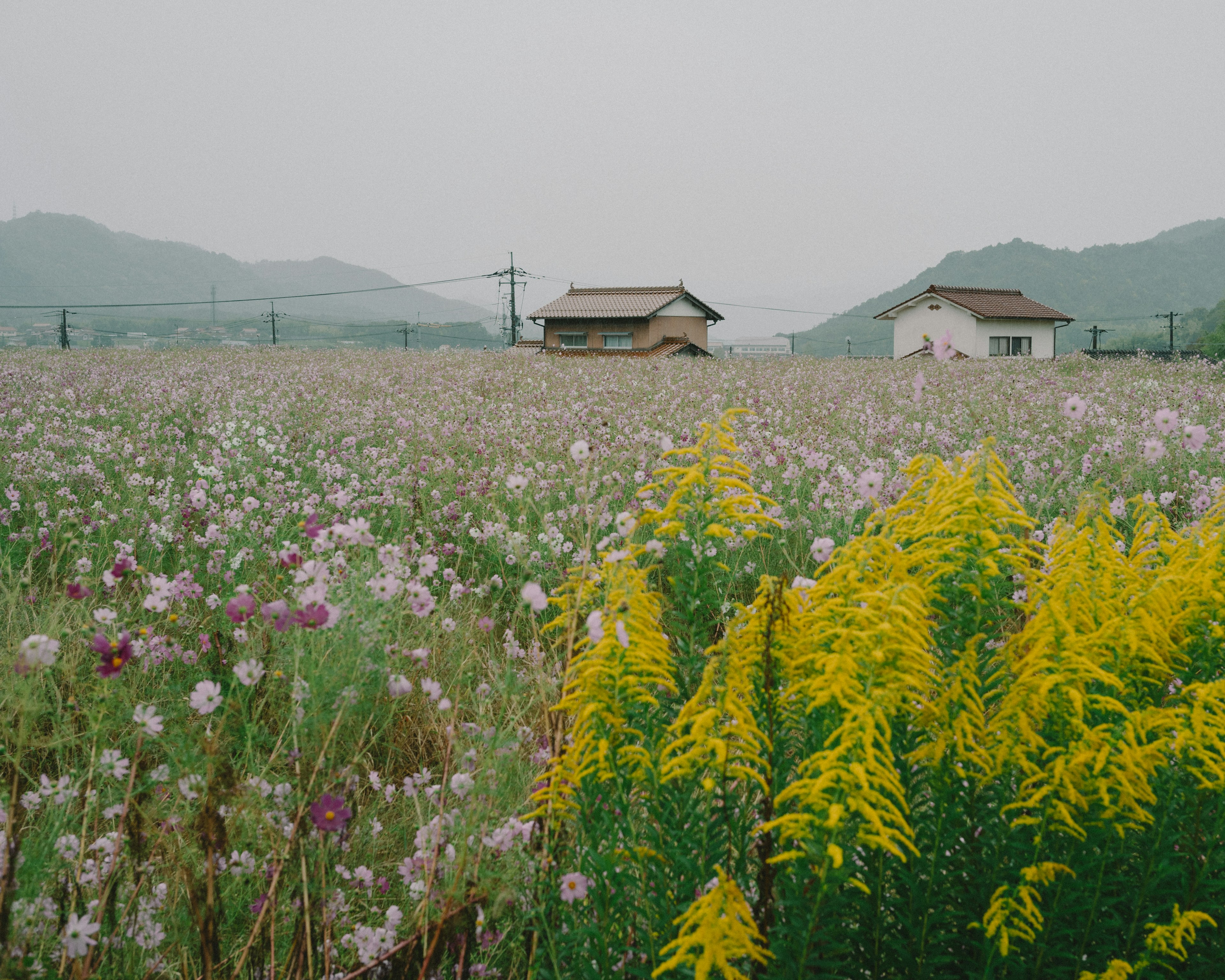 A field of blooming flowers with yellow and purple hues and two houses in the background