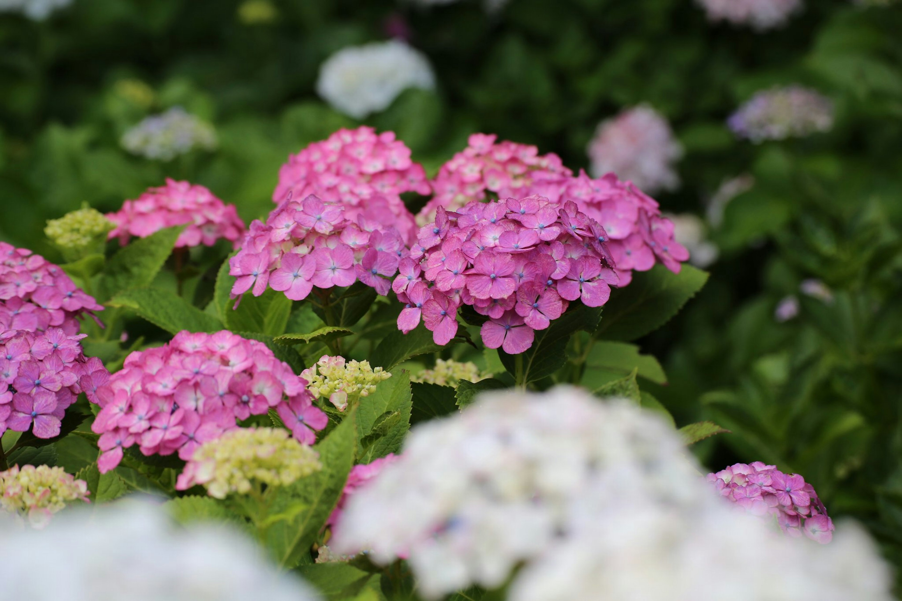 Hortensia berwarna-warni mekar di taman