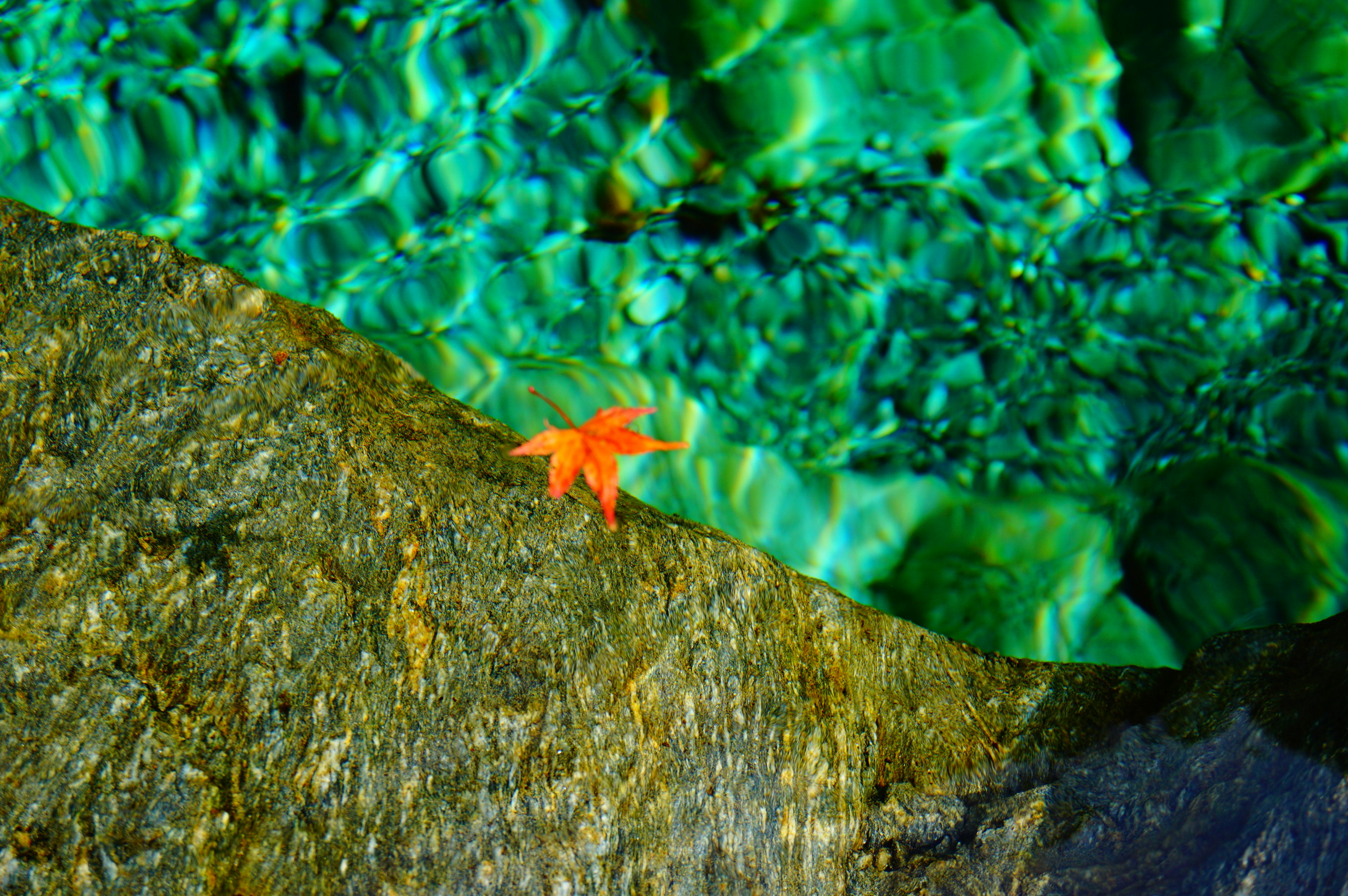 Une feuille orange vif repose sur une roche à côté d'une eau turquoise claire