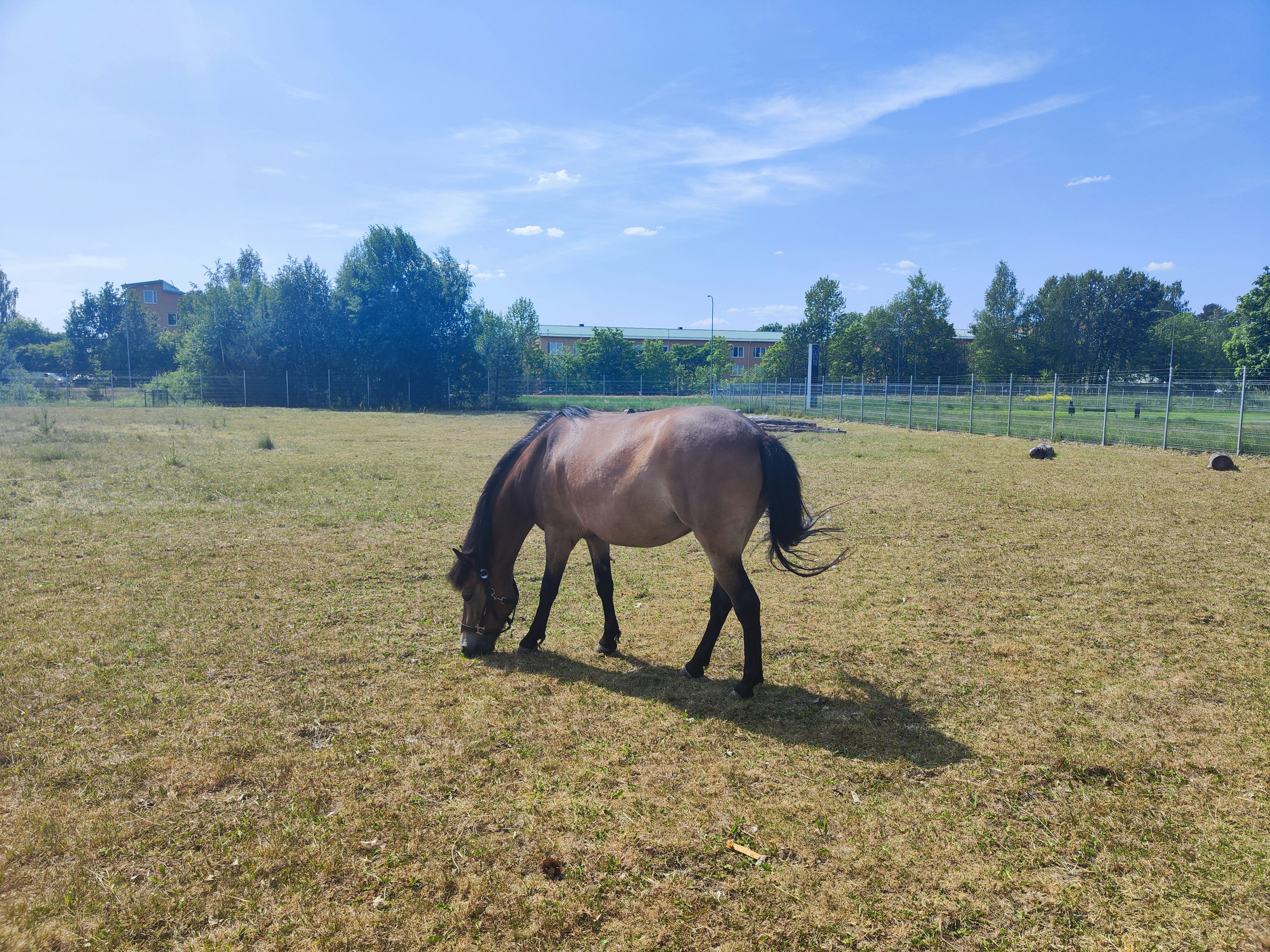 Un caballo pastando en un campo de hierba bajo un cielo azul con árboles verdes de fondo