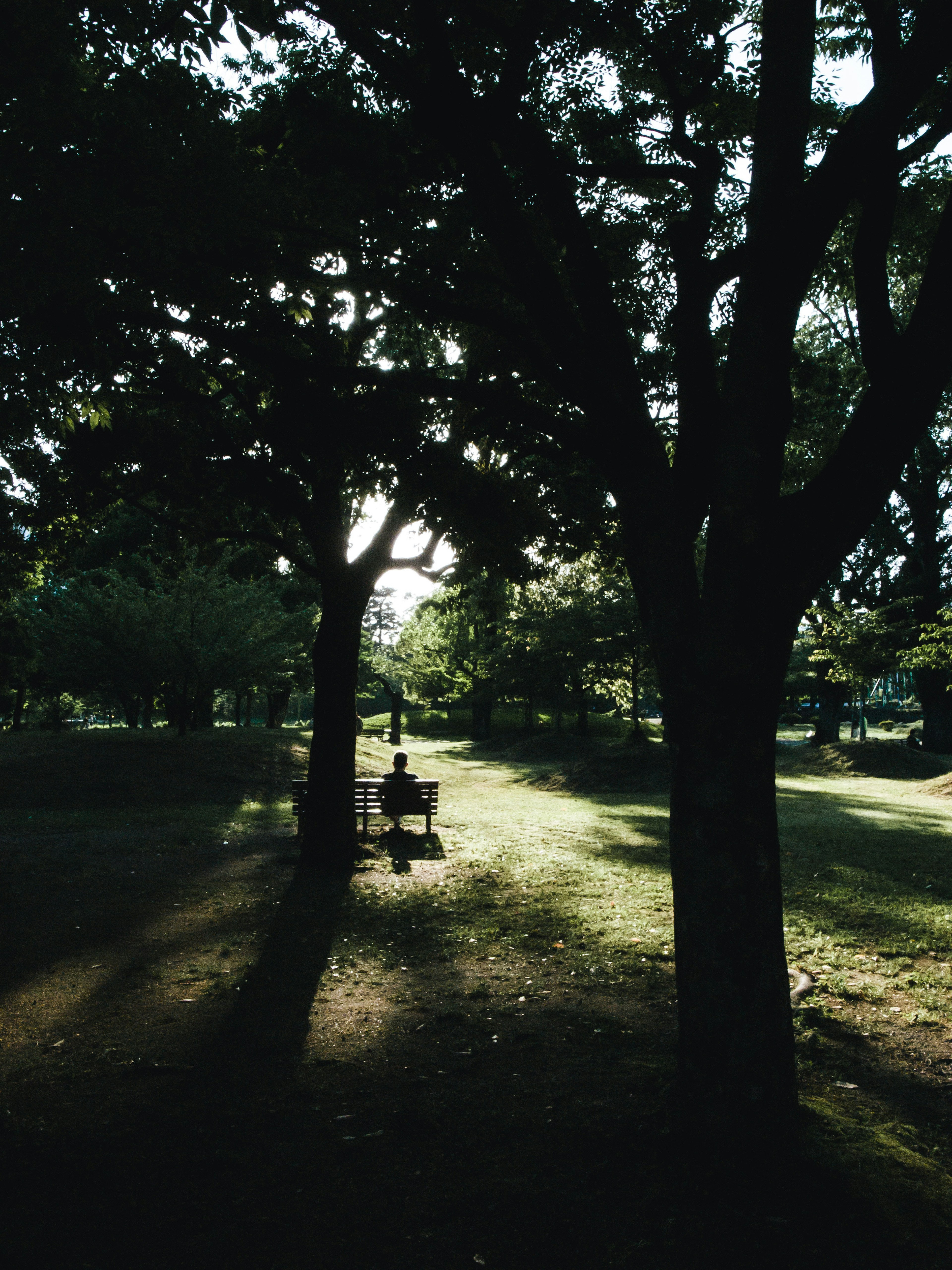 A person sitting on a bench in a park surrounded by trees and sunlight