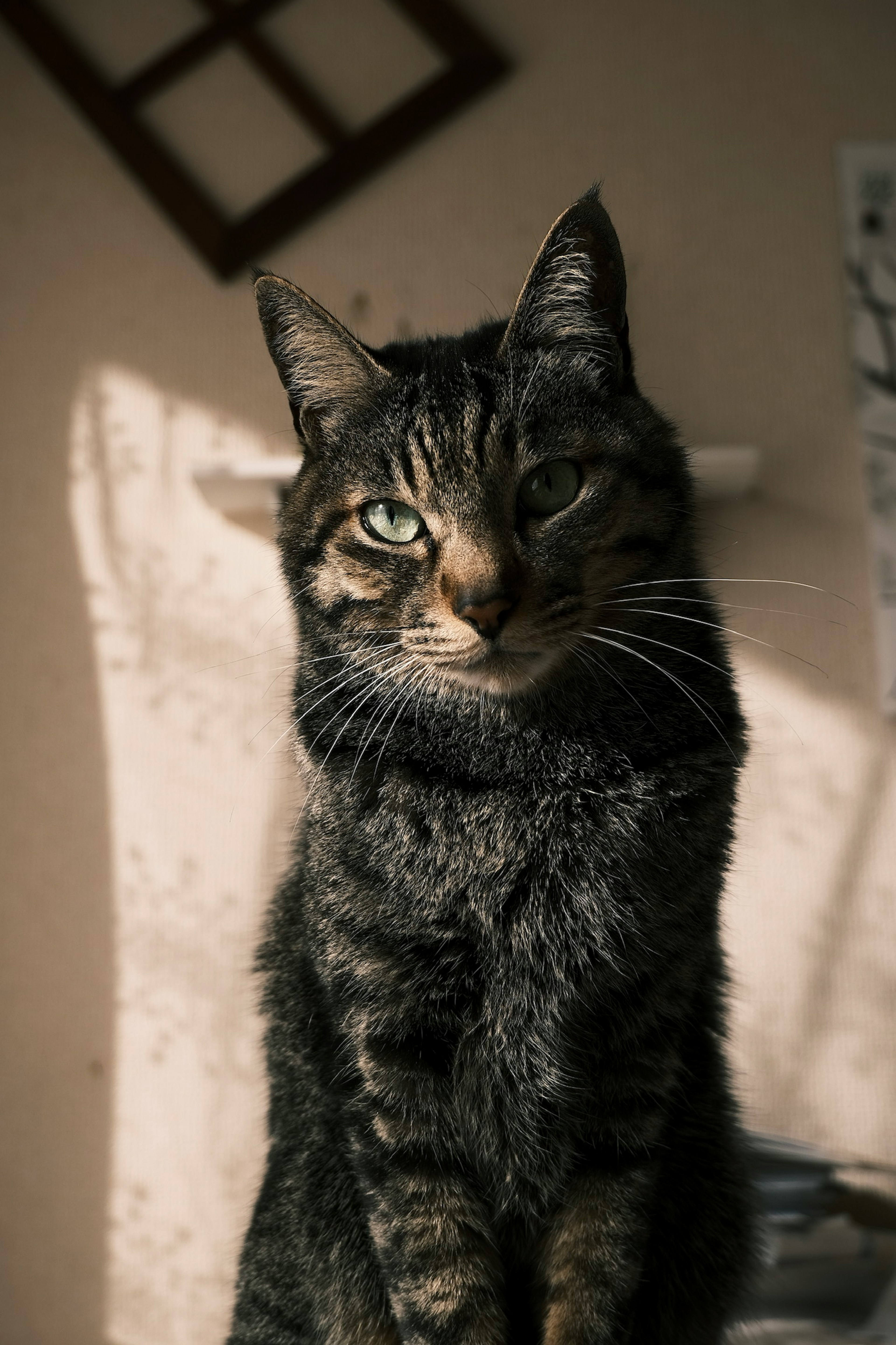 A tabby cat sitting in sunlight with a calm expression