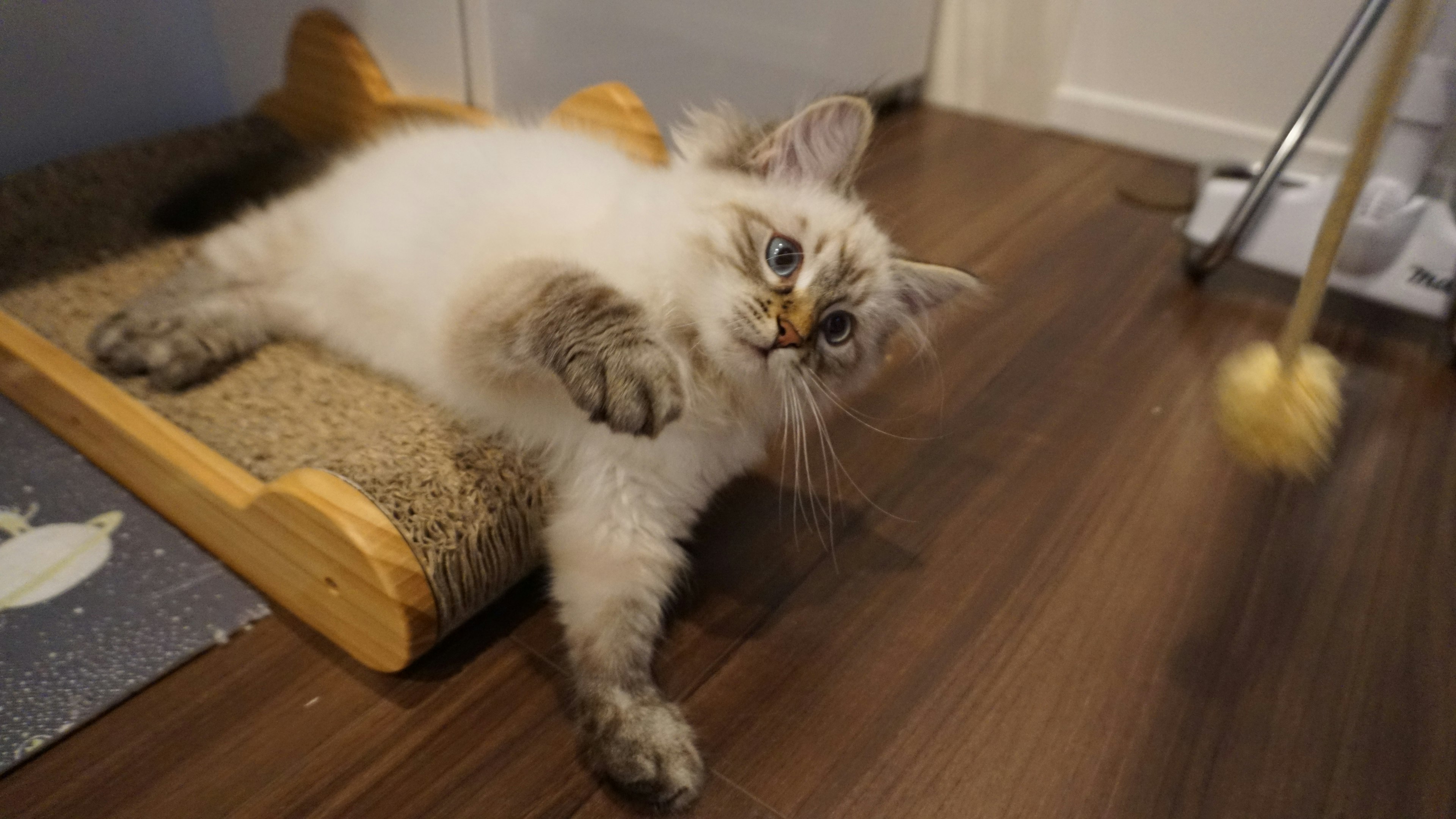 A fluffy white cat playing on a scratching post