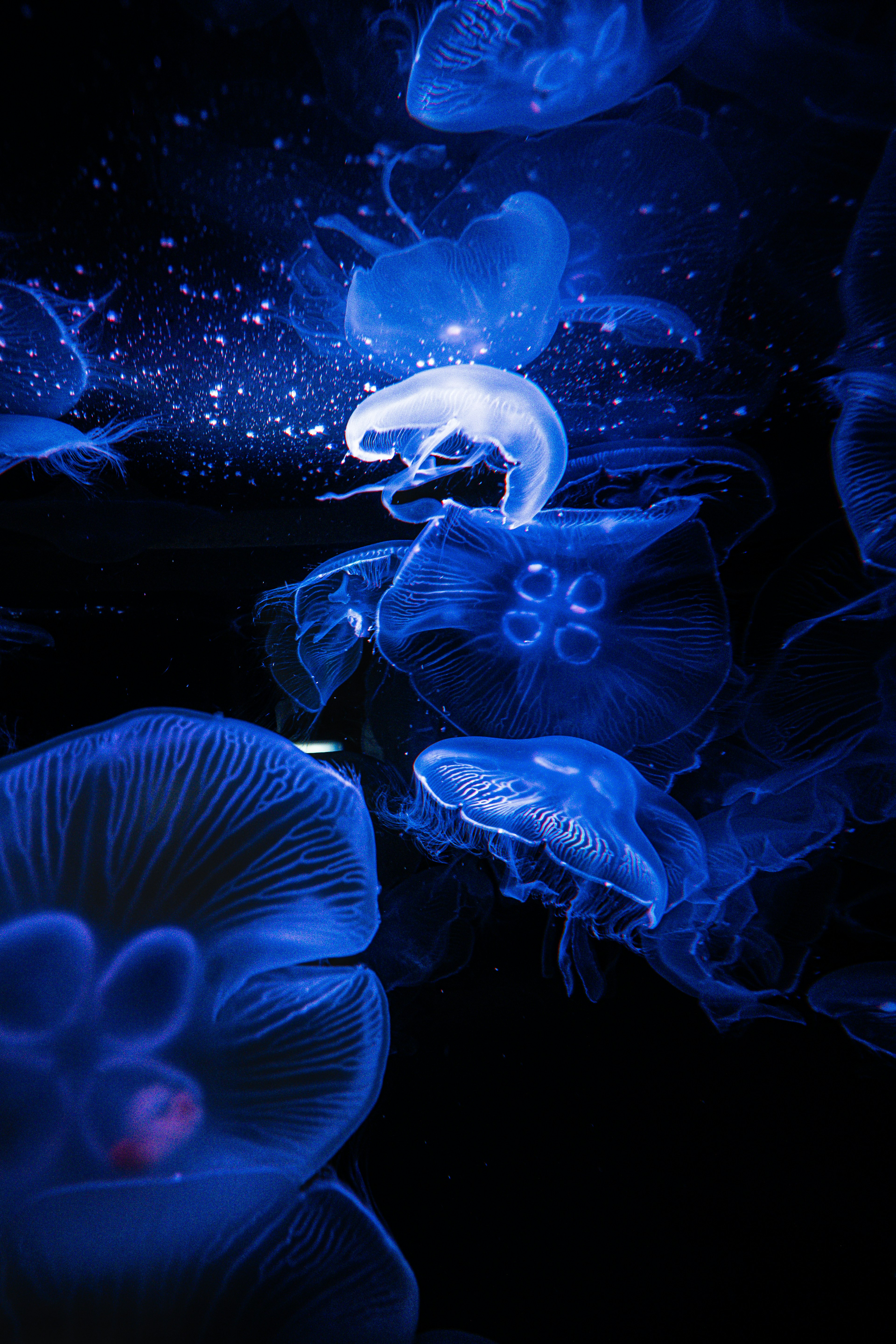 Scene of jellyfish illuminated by blue light in the water