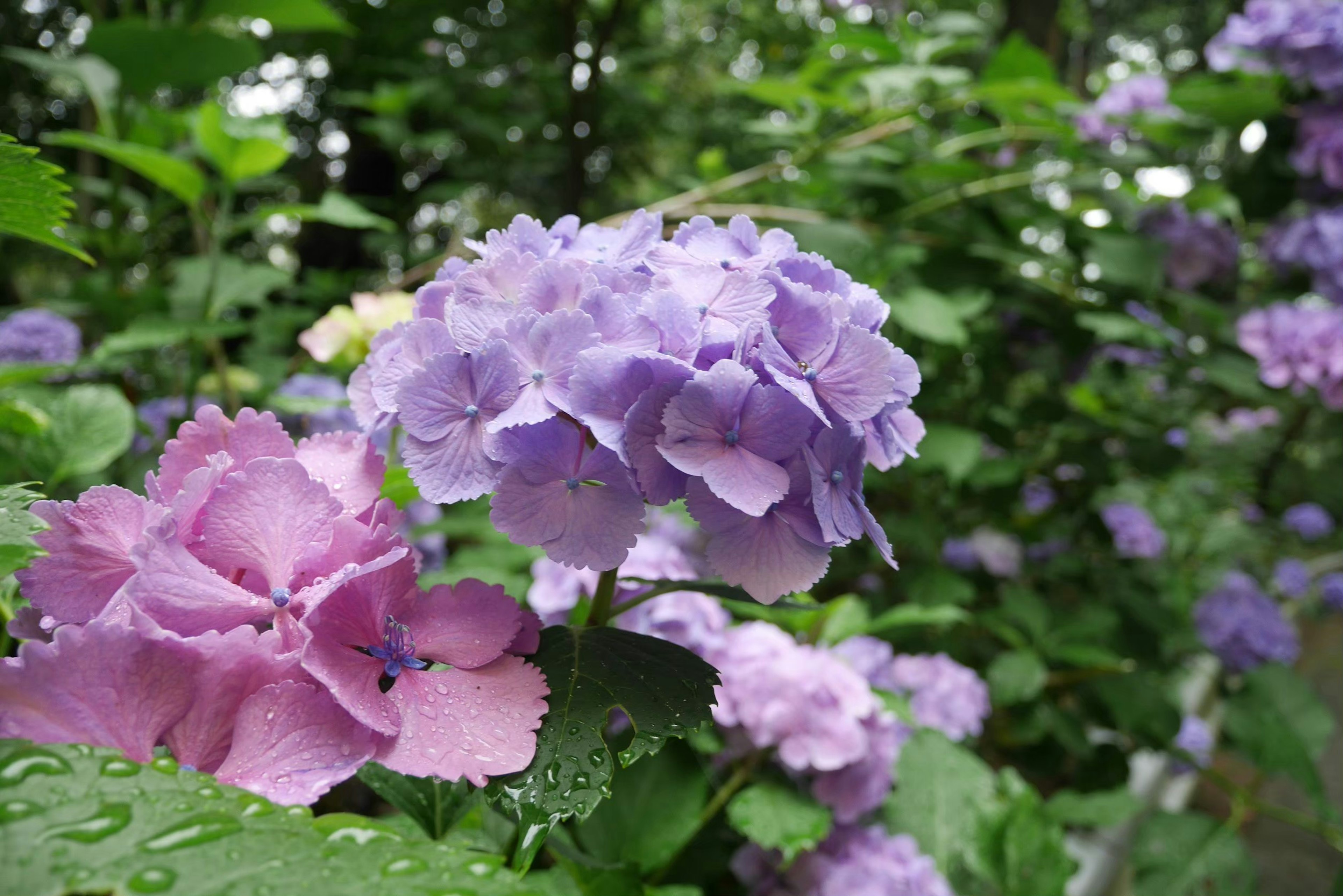 青紫色の花とピンクの花が咲いている美しい風景