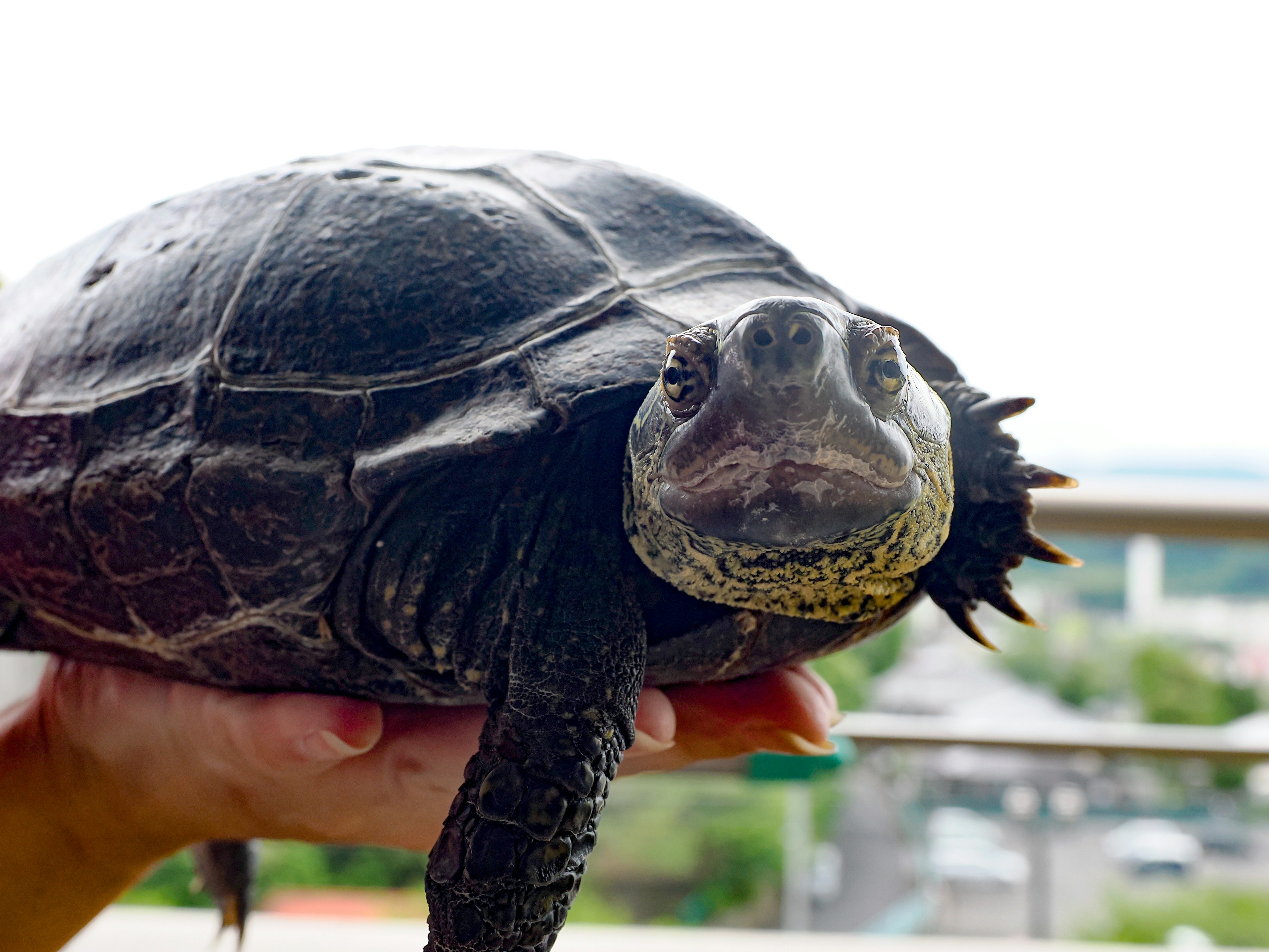 Imagen en primer plano de una tortuga sostenida en manos