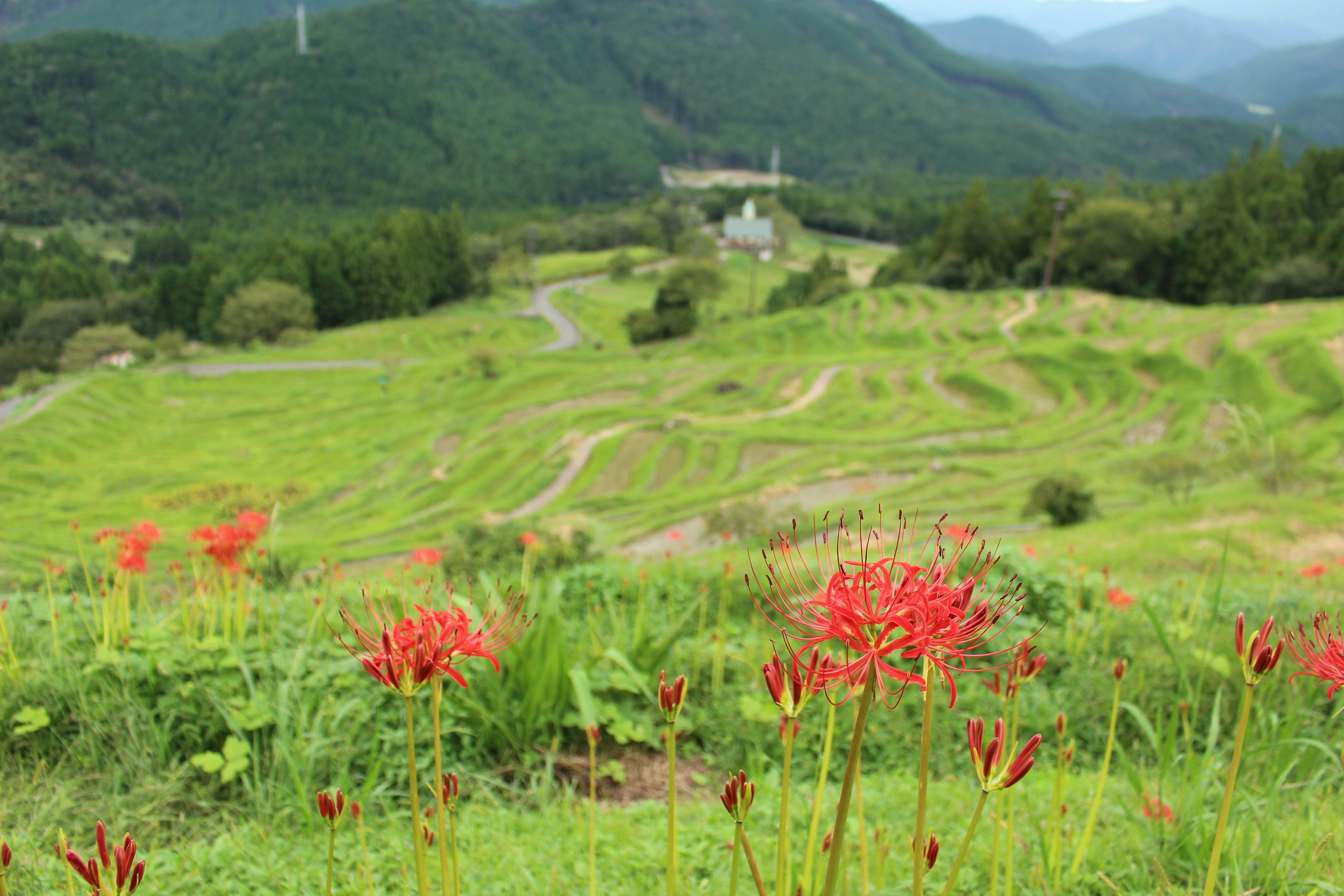 緑の田園風景に咲く赤い彼岸花と山々の景観