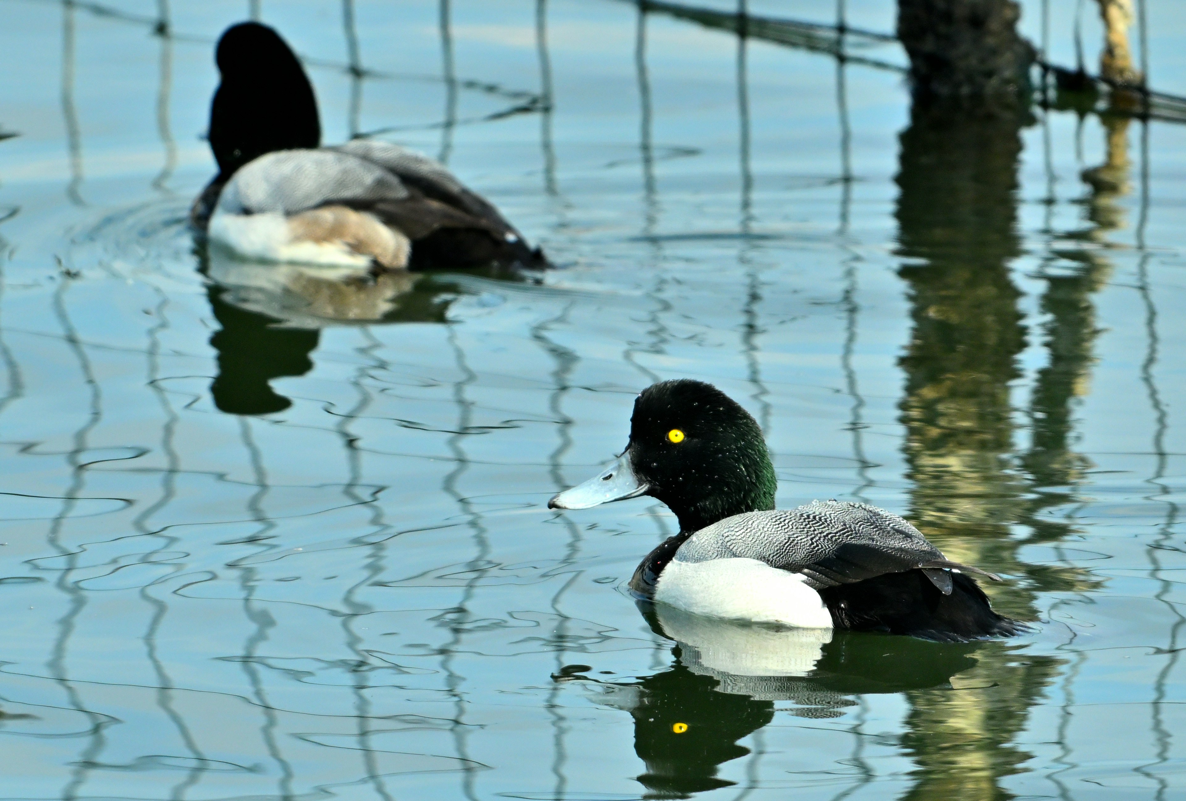 Patos nadando en la superficie del agua con un pato en primer plano y otro en el fondo