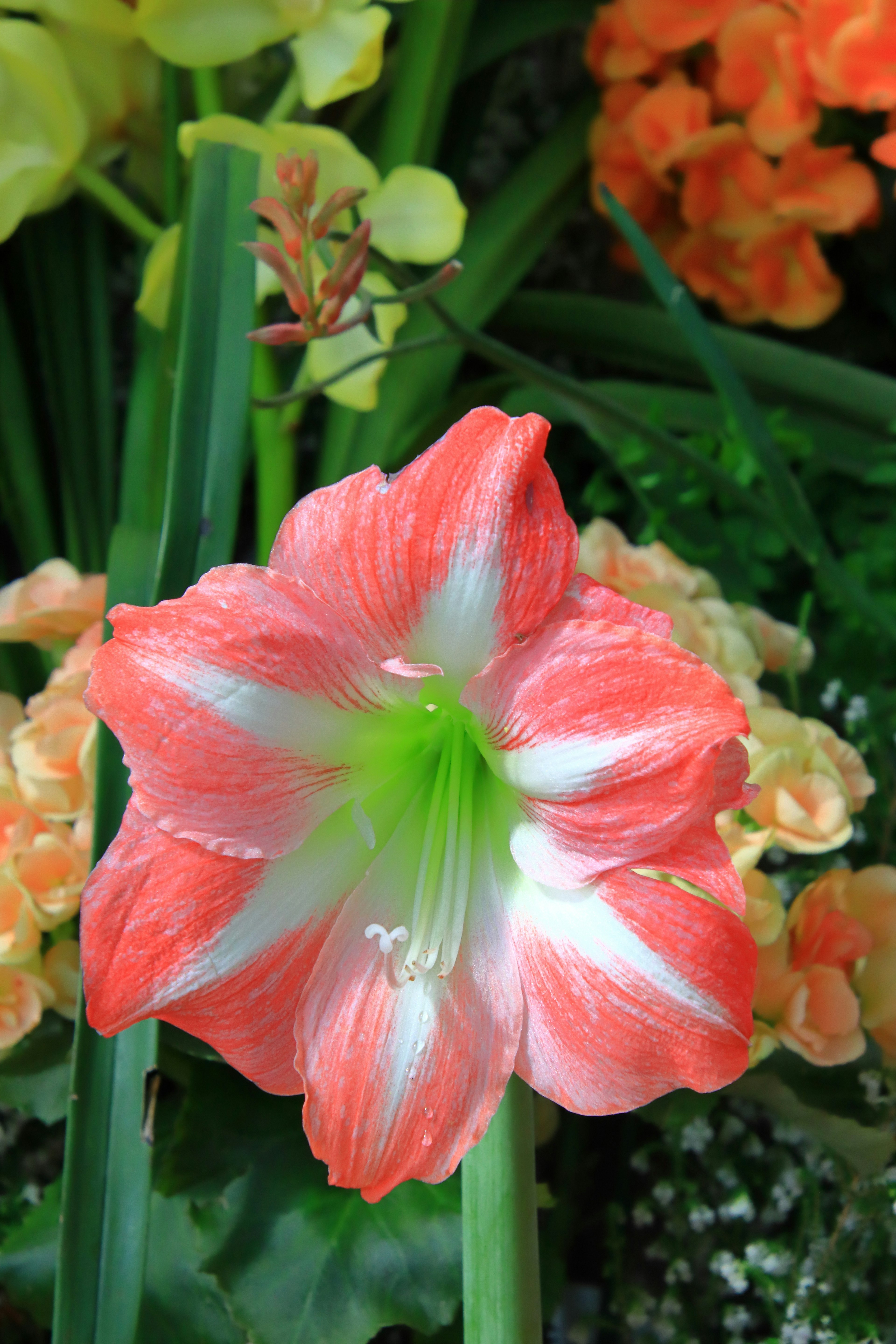 鮮やかなオレンジと白のアマリリスの花が咲いている