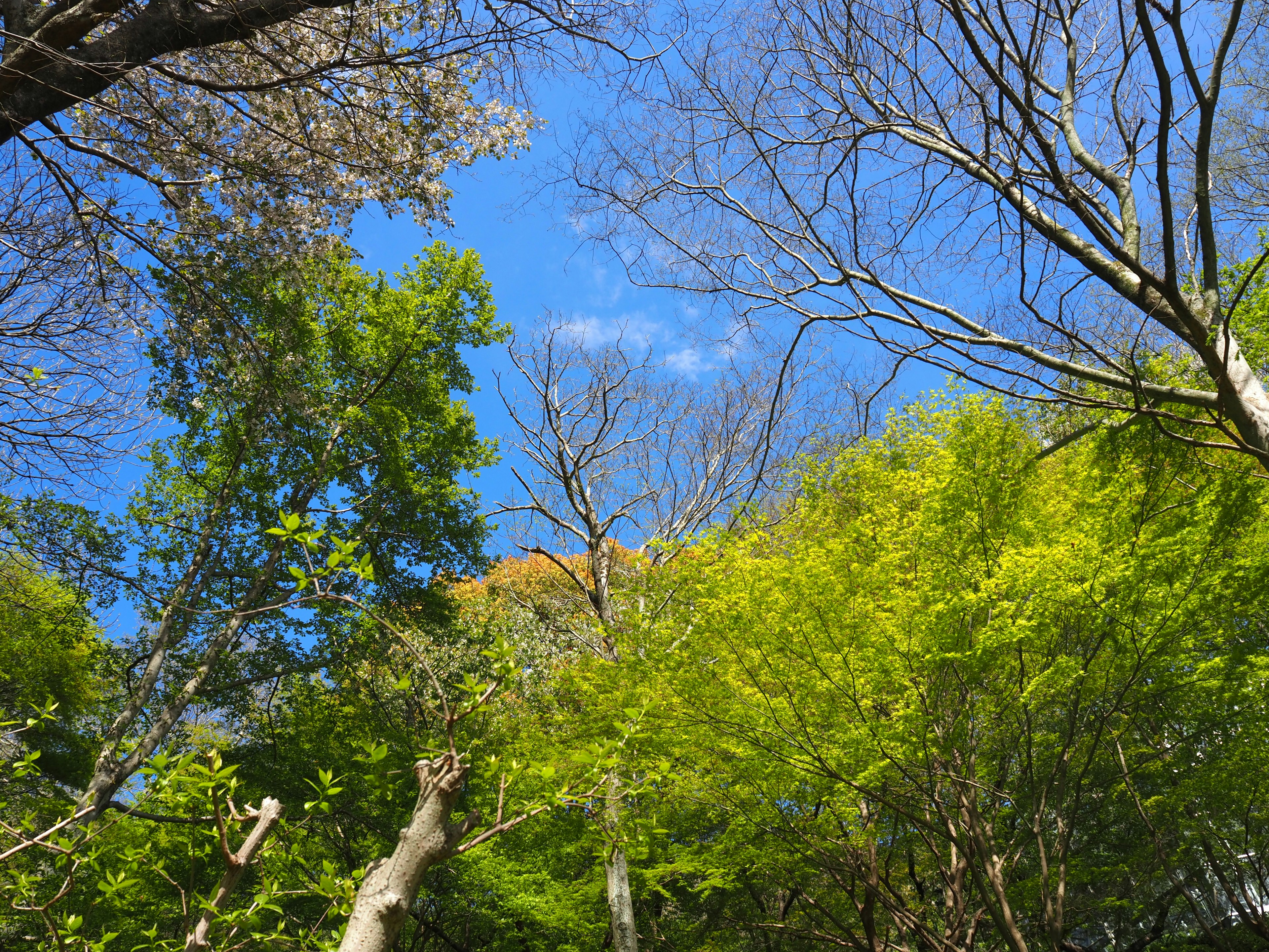 青空と新緑の木々が広がる森の上方の風景