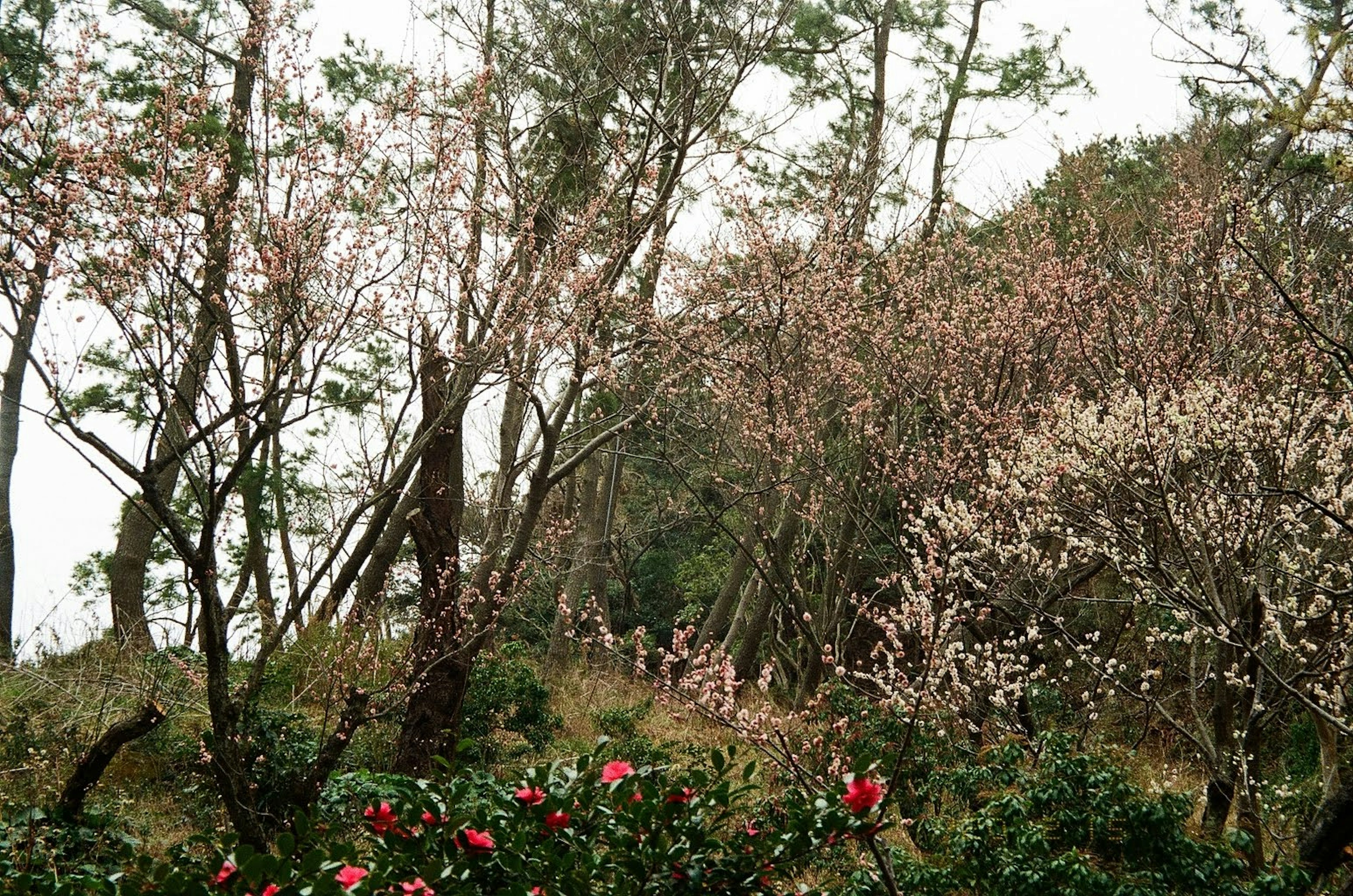 Pemandangan dengan bunga sakura dan kamelia di antara pepohonan