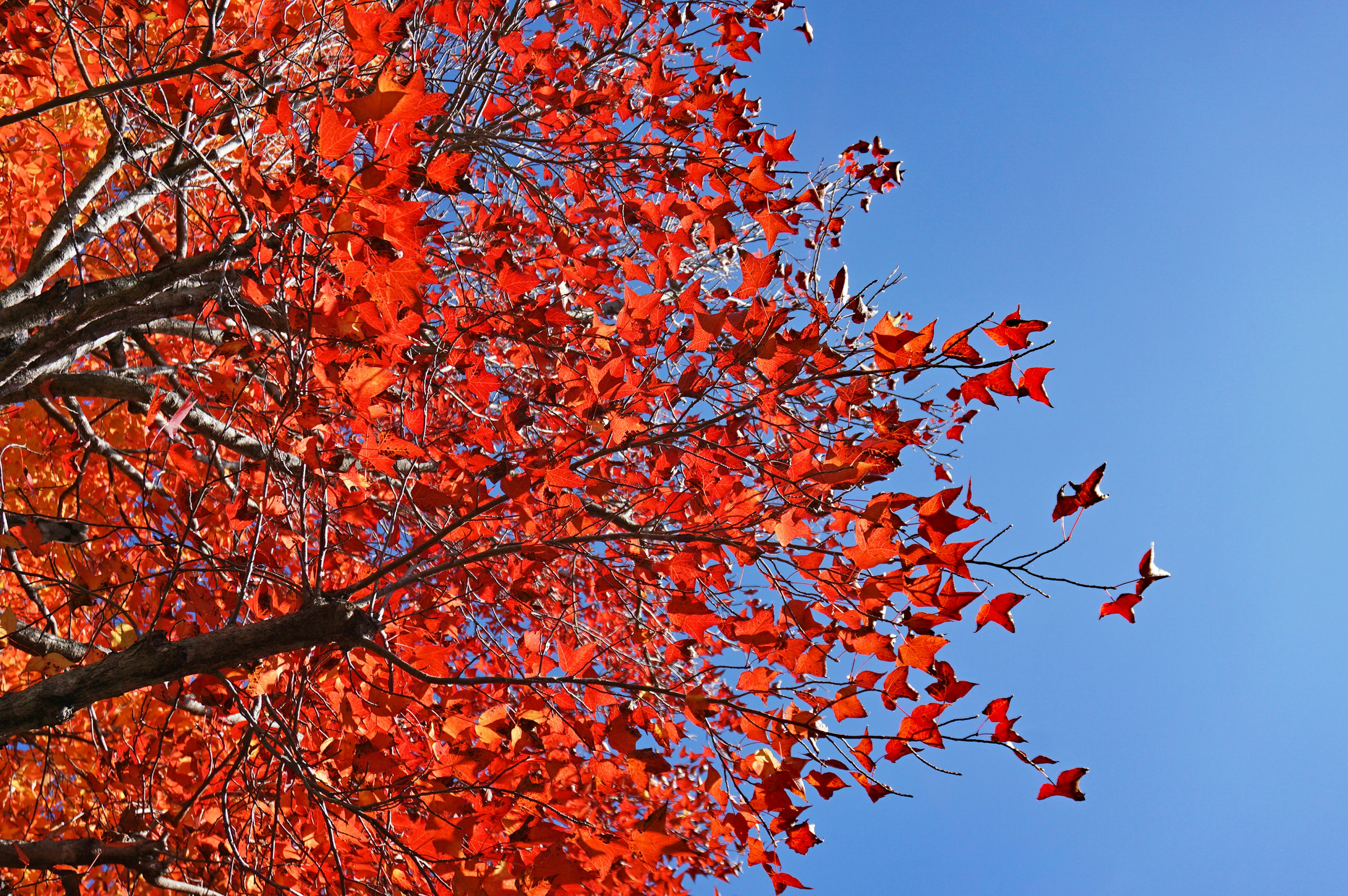 Hojas rojas vibrantes contra un cielo azul en otoño