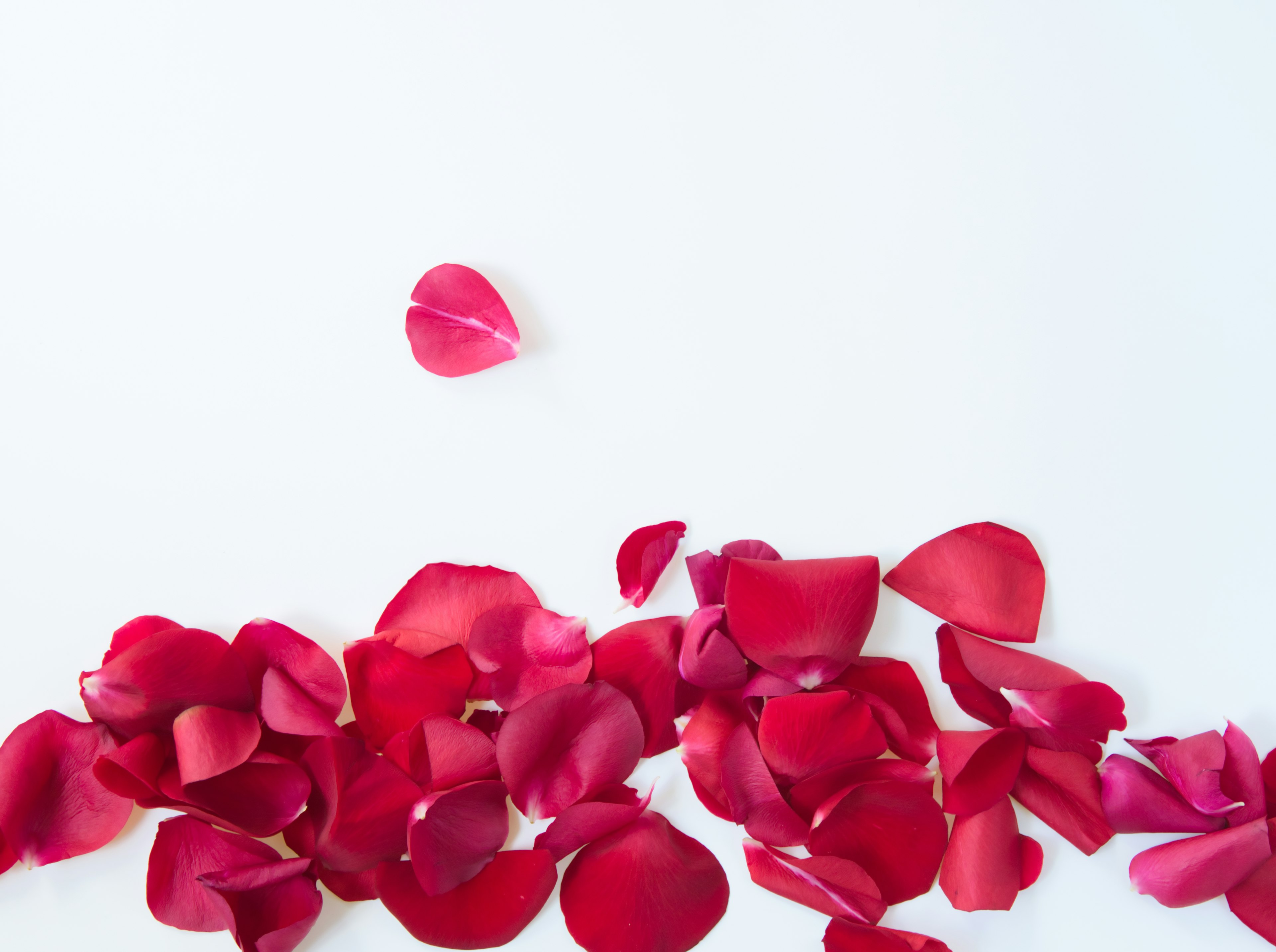 Pétales de rose rouges éparpillés sur un fond blanc