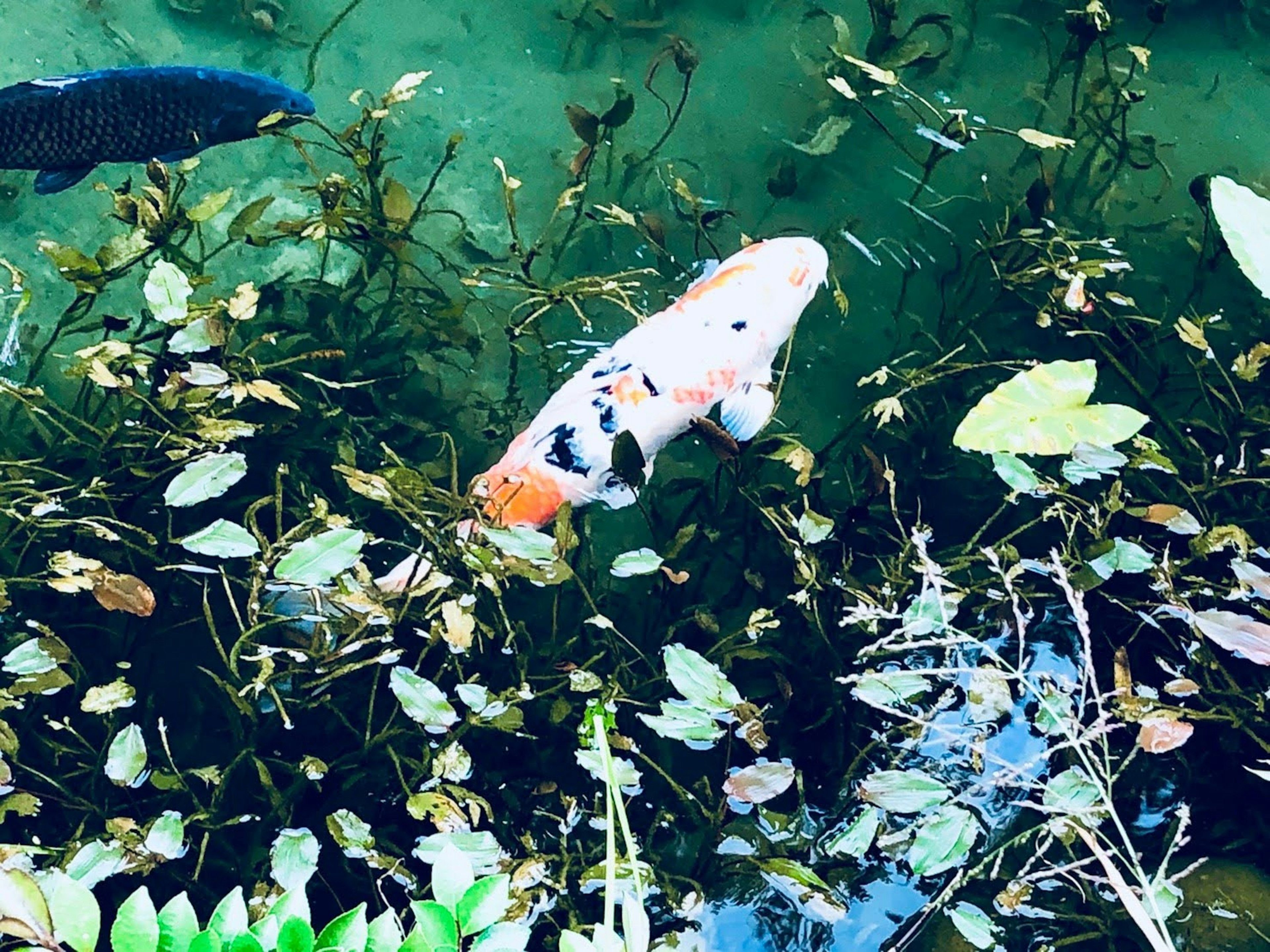 Peces koi nadando entre plantas acuáticas y agua verde