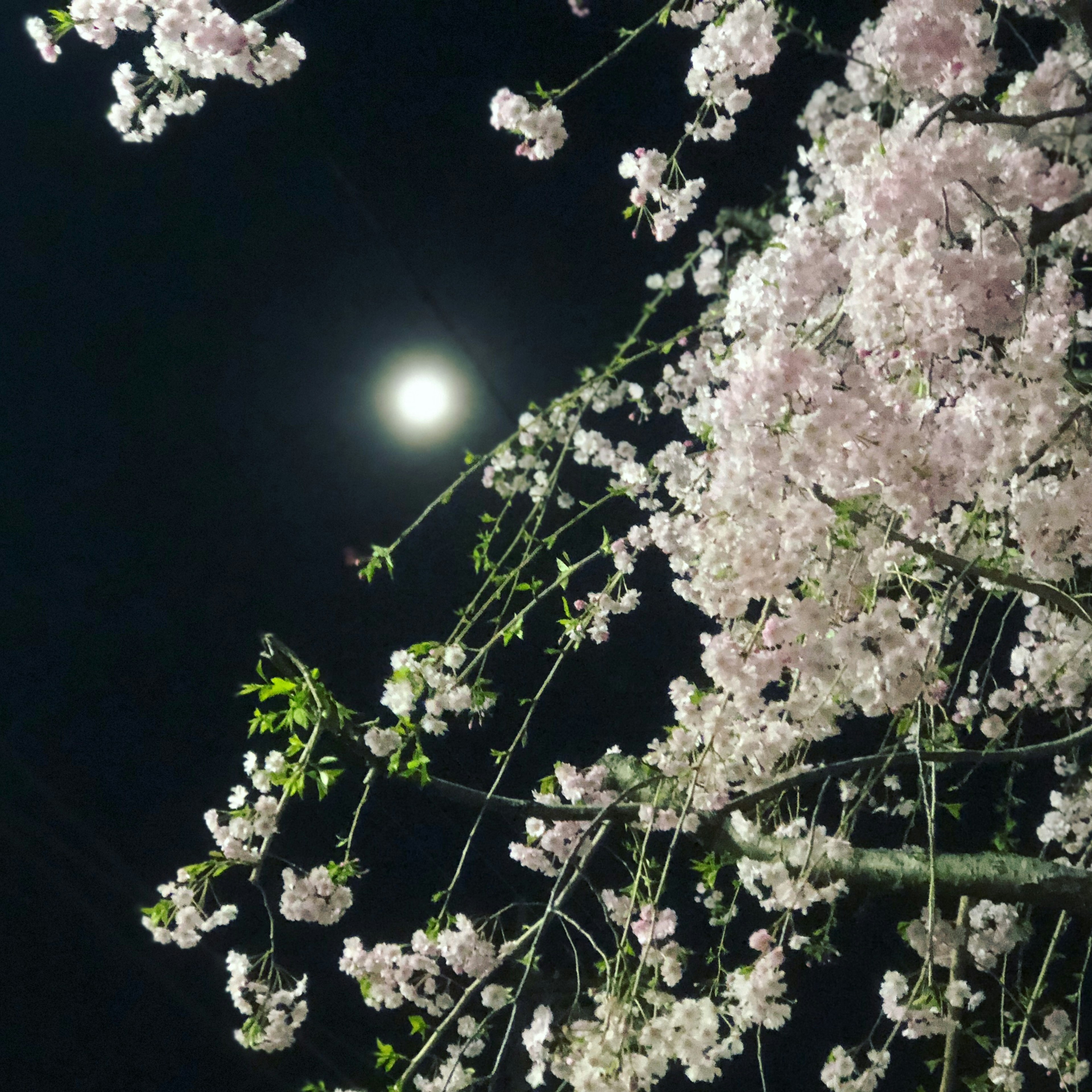 Cherry blossoms in bloom at night with a bright moon