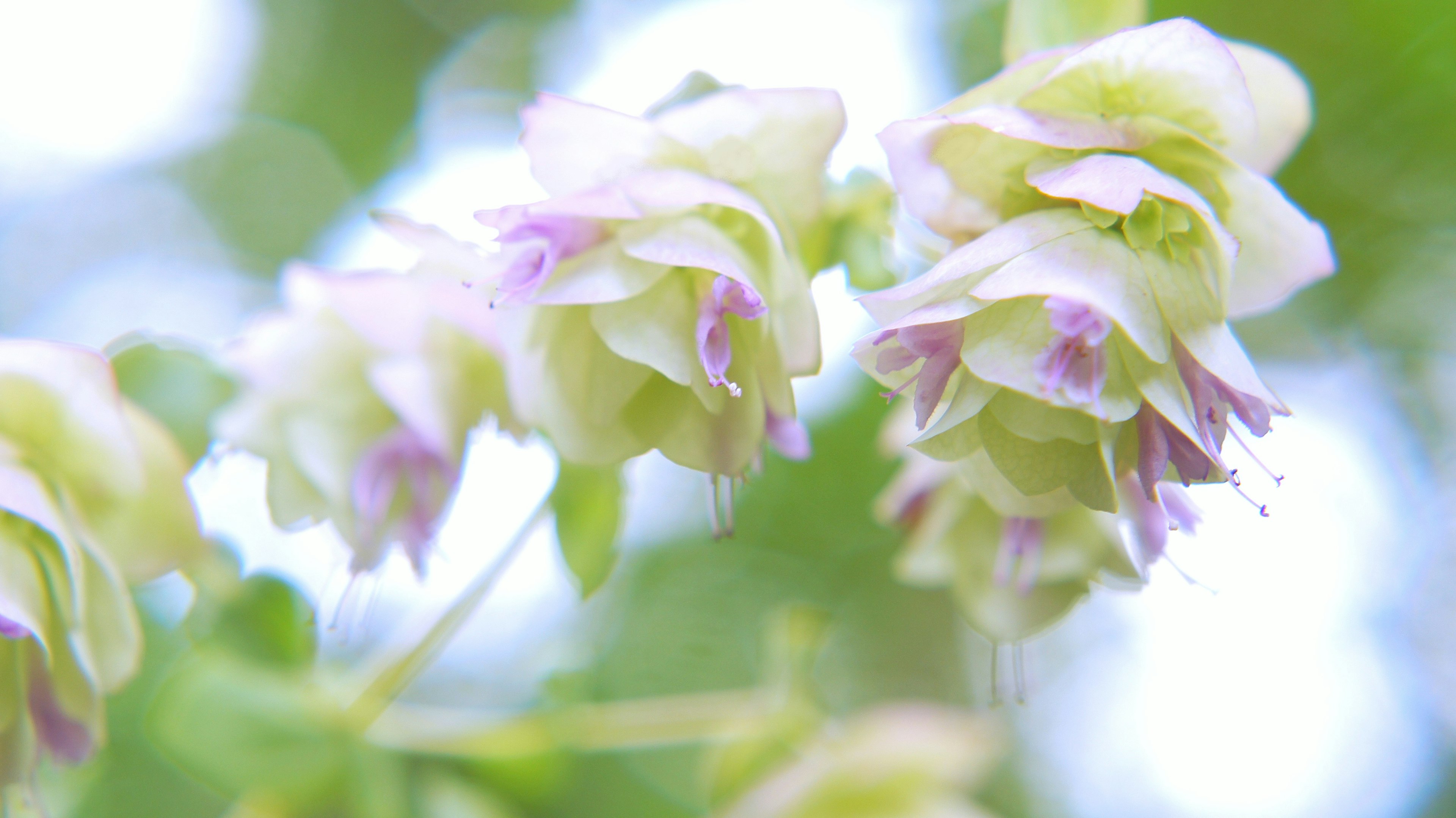 Fleurs délicates vertes et violettes en floraison