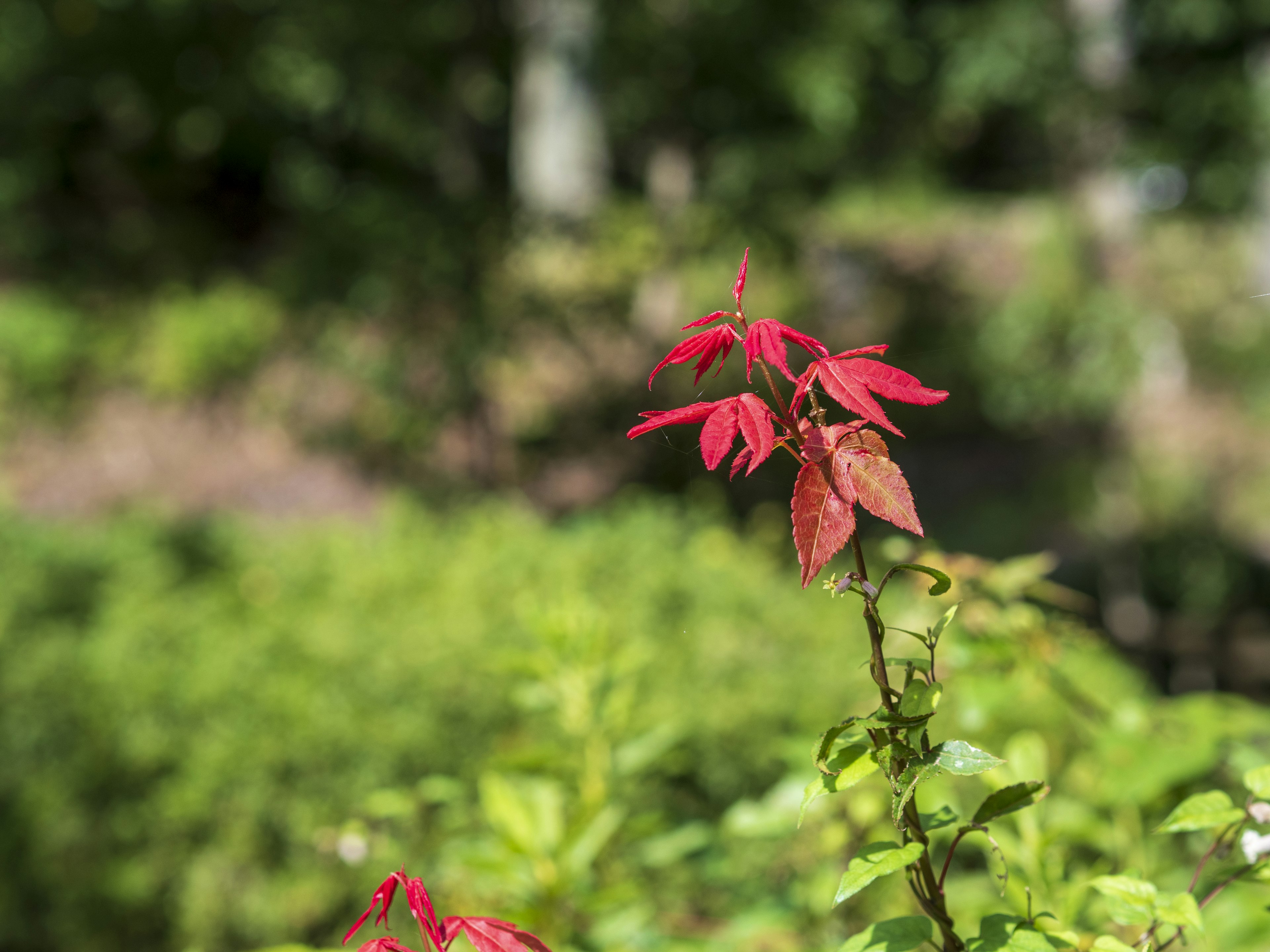 赤い葉を持つ植物と緑の背景の自然の風景