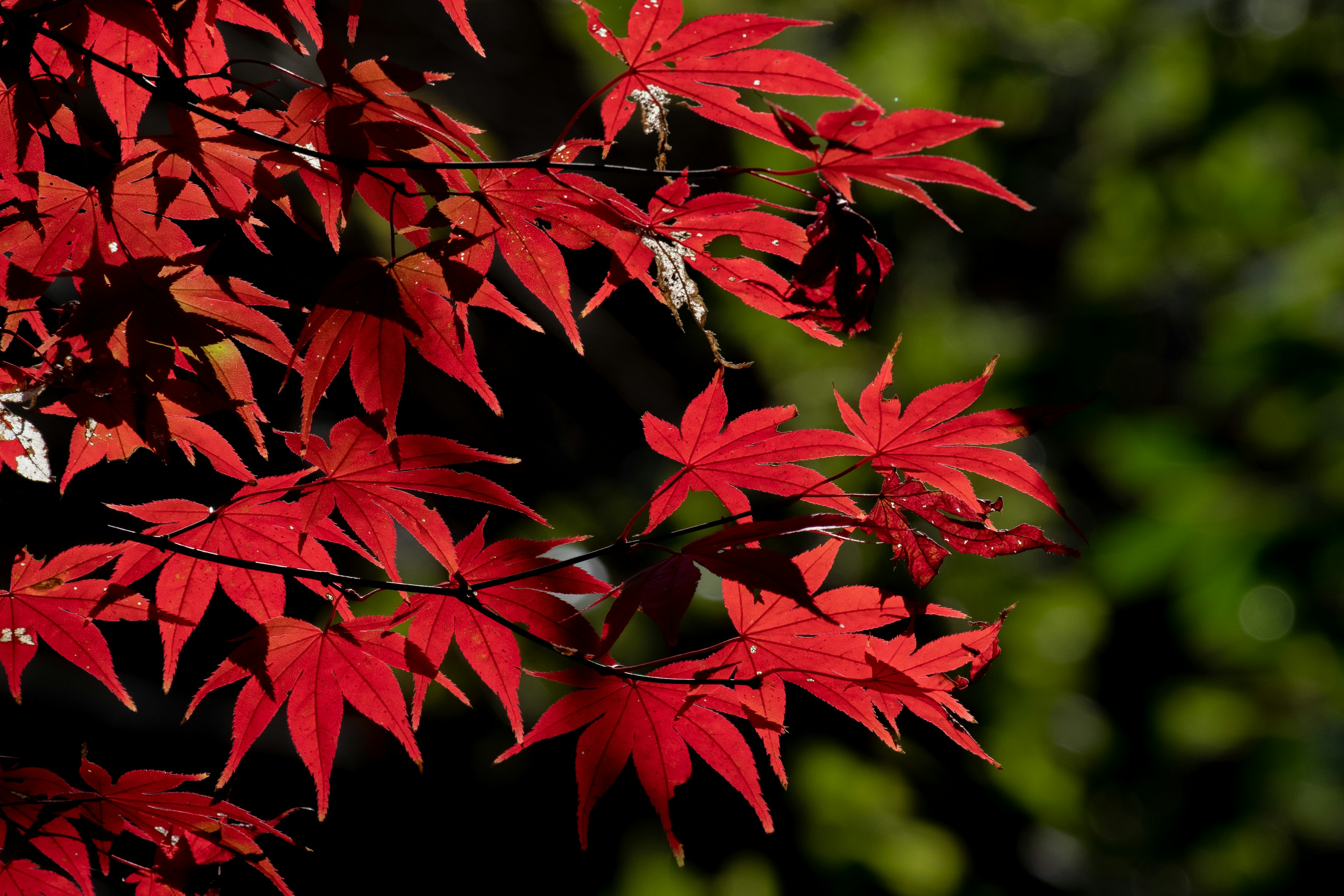 Daun maple merah cerah yang kontras dengan latar belakang hijau