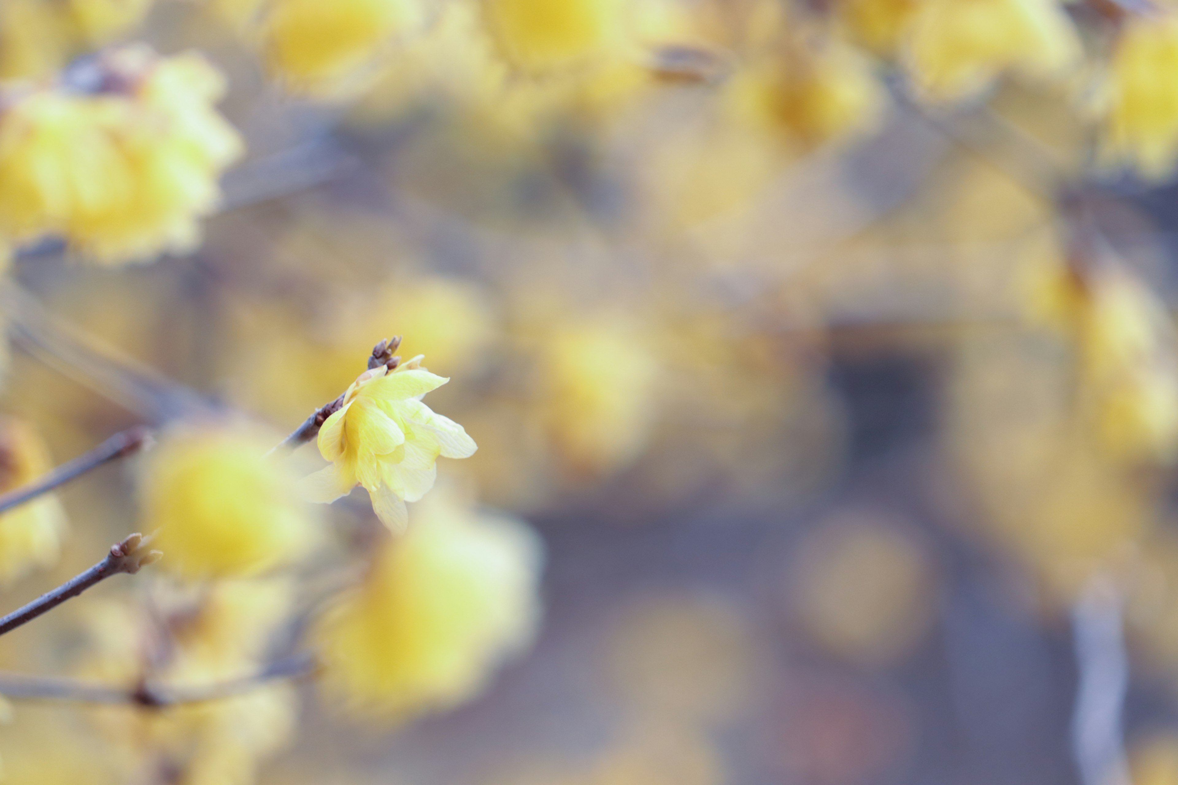 Nahaufnahme von gelben Blumen mit unscharfem Hintergrund im Frühling