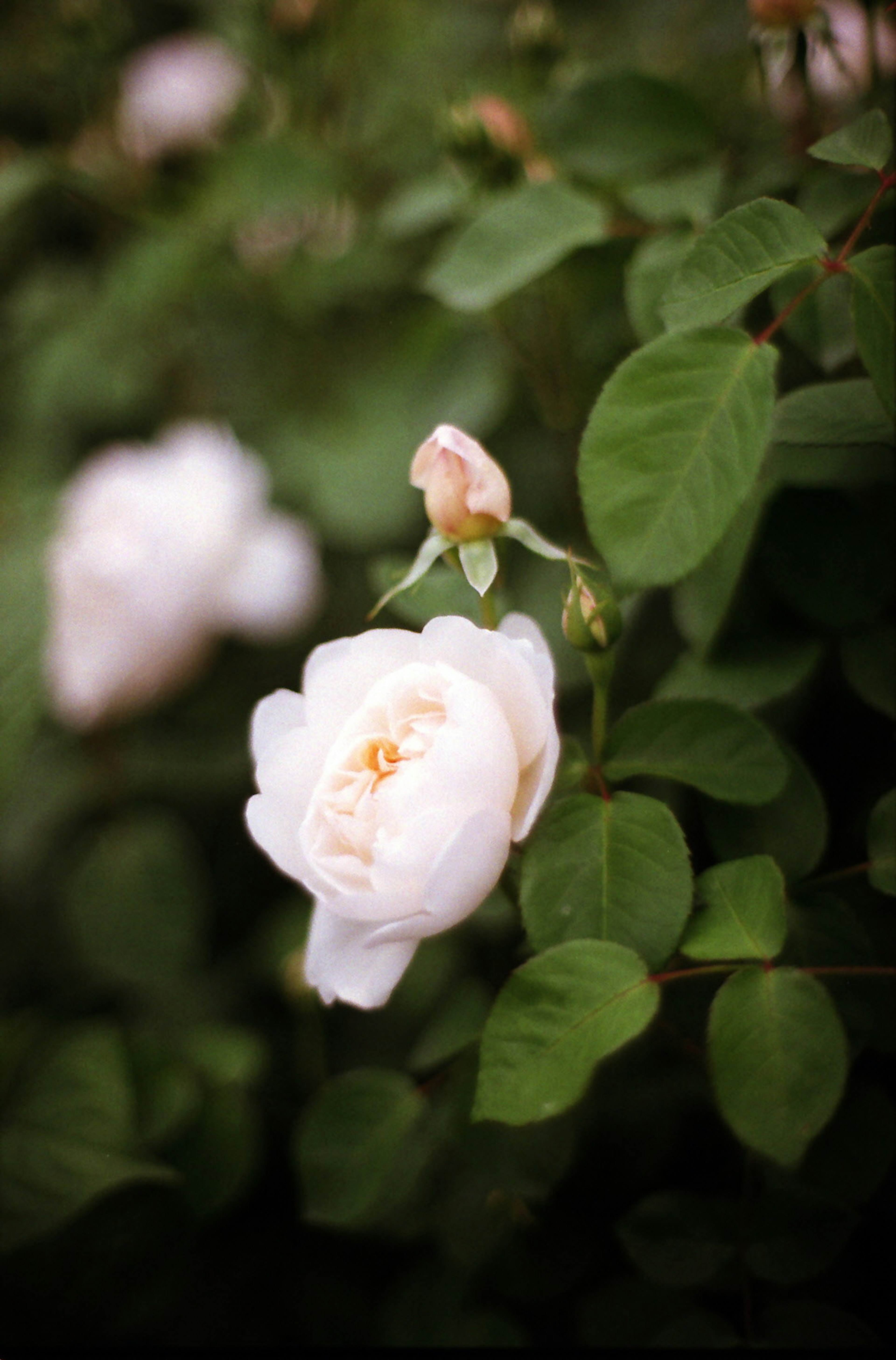 特写的白玫瑰花和绿色叶子