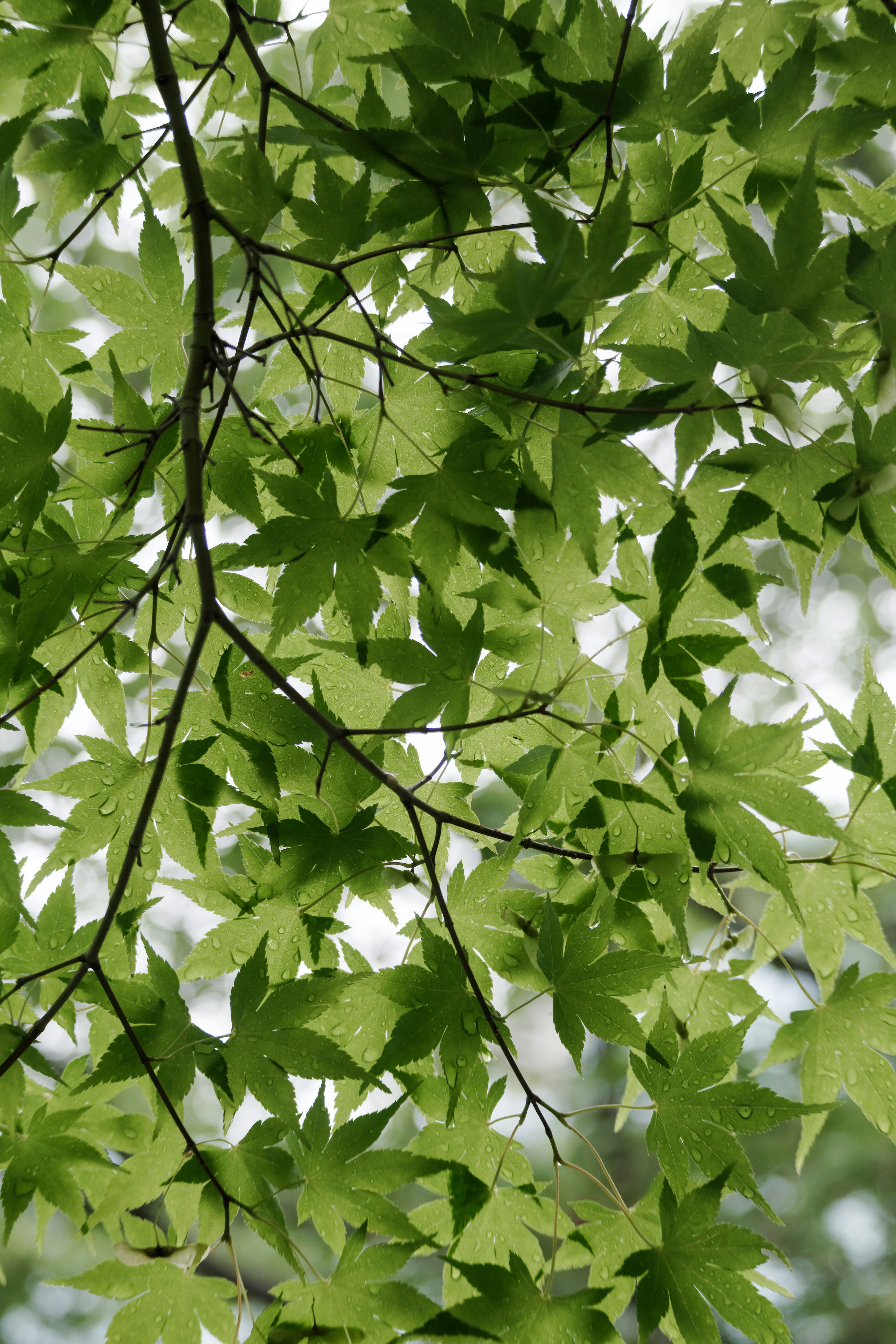 Close-up of branches with vibrant green leaves light filtering through foliage