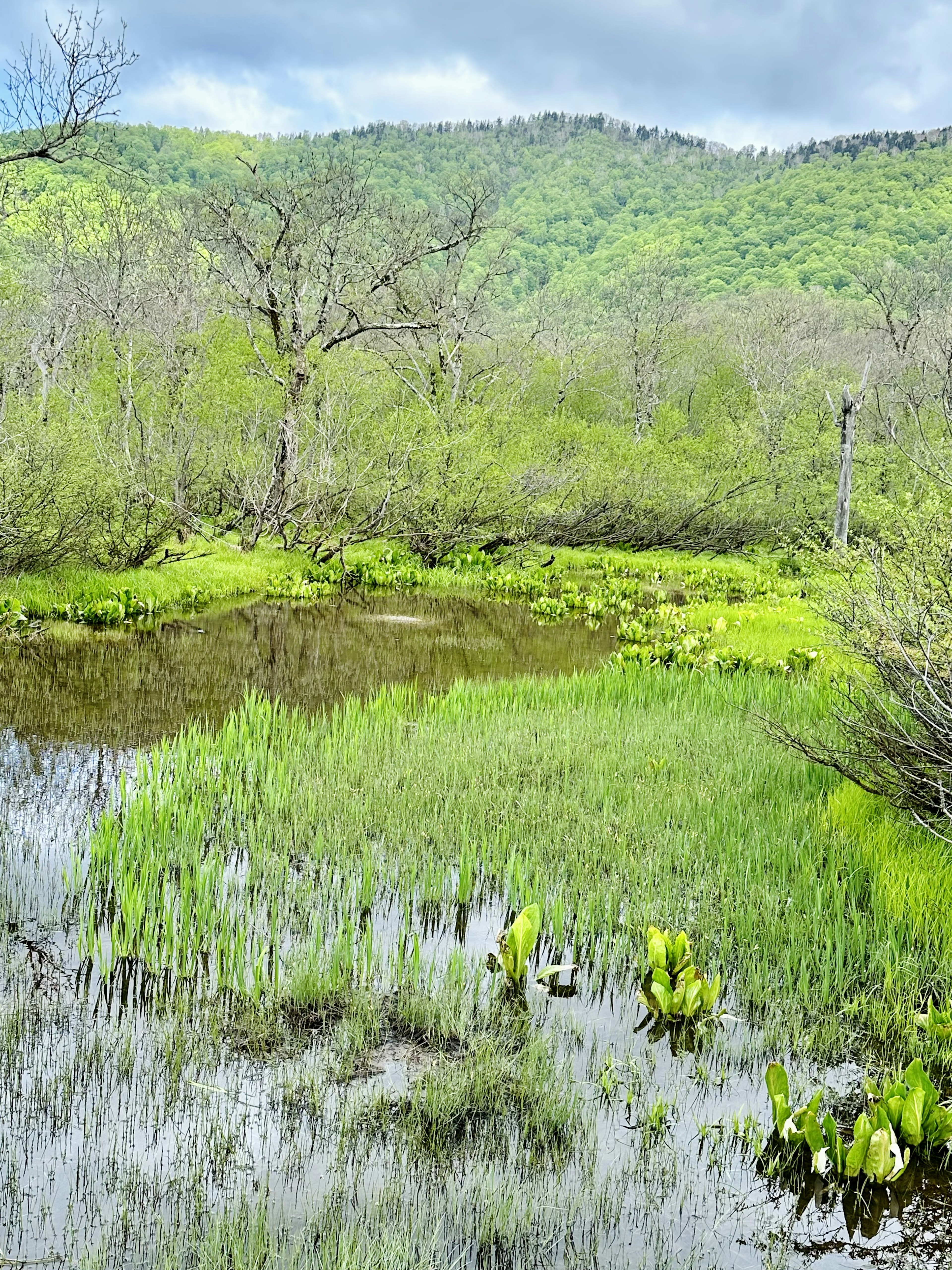 Üppiges Feuchtgebiet mit lebhafter Vegetation und ruhiger Wasseroberfläche