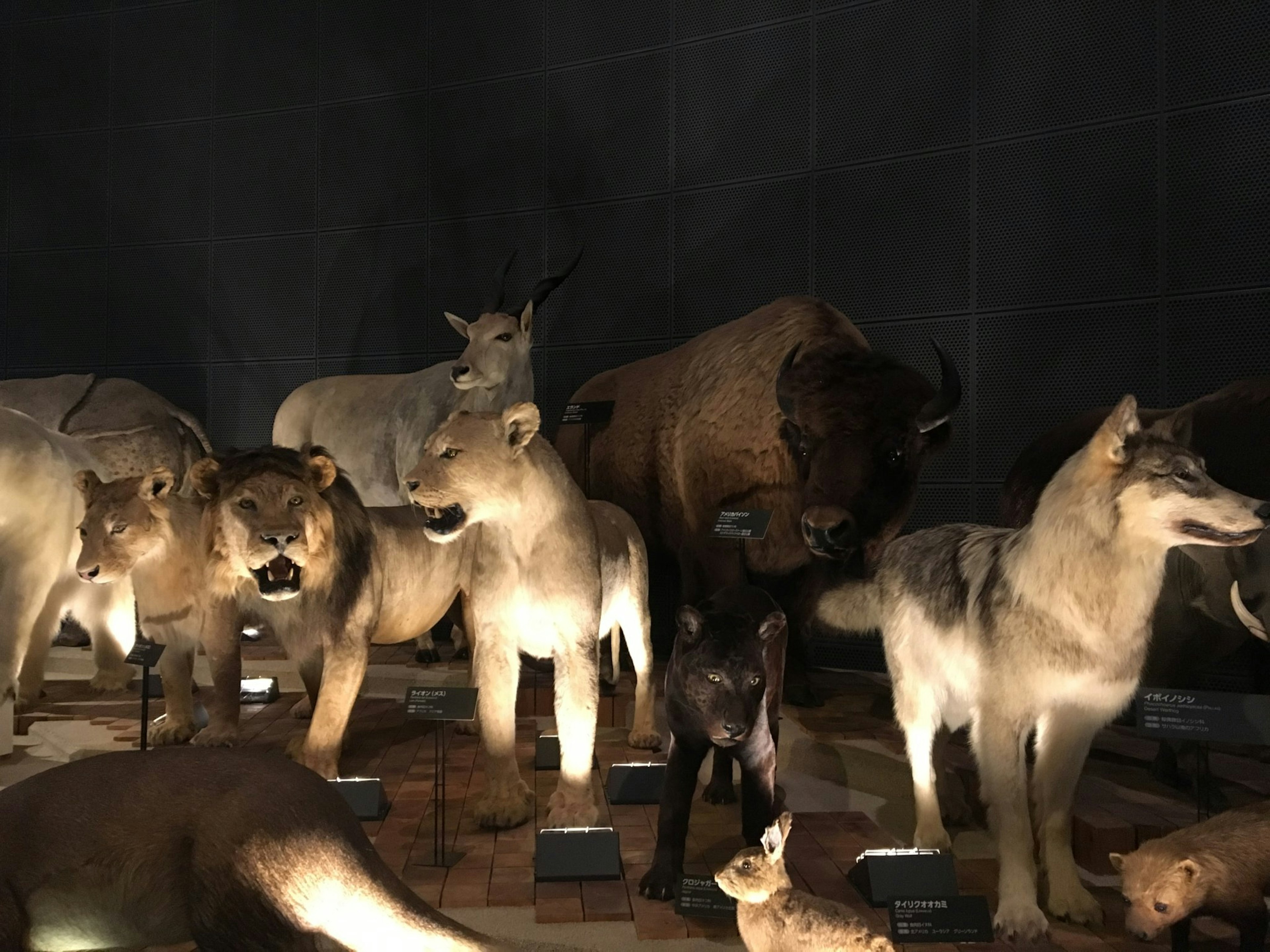 Scene of taxidermied animals displayed in a dark room