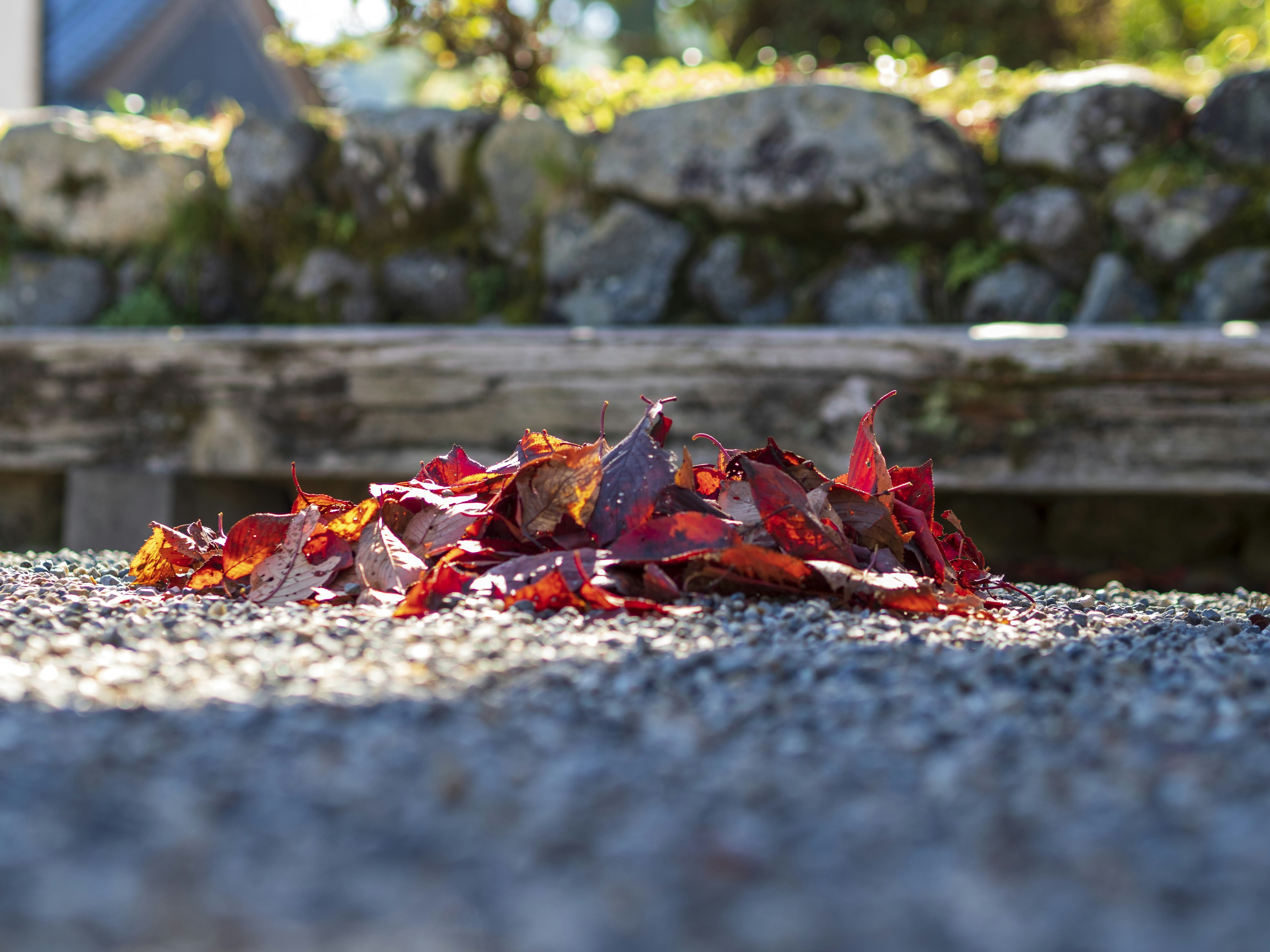 Un tas de feuilles rouges sur des gravillons dans un jardin