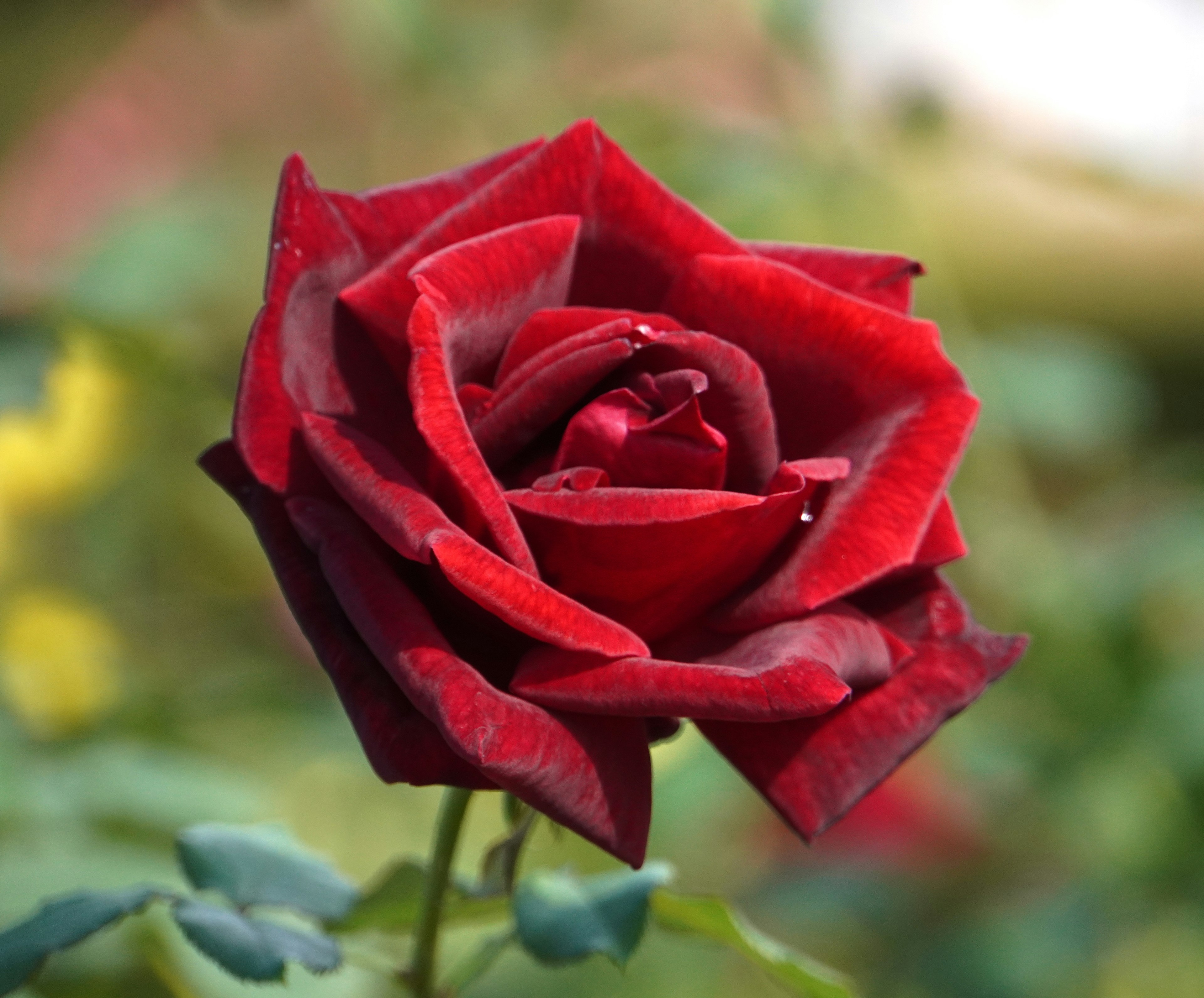 A vibrant red rose flower in full bloom