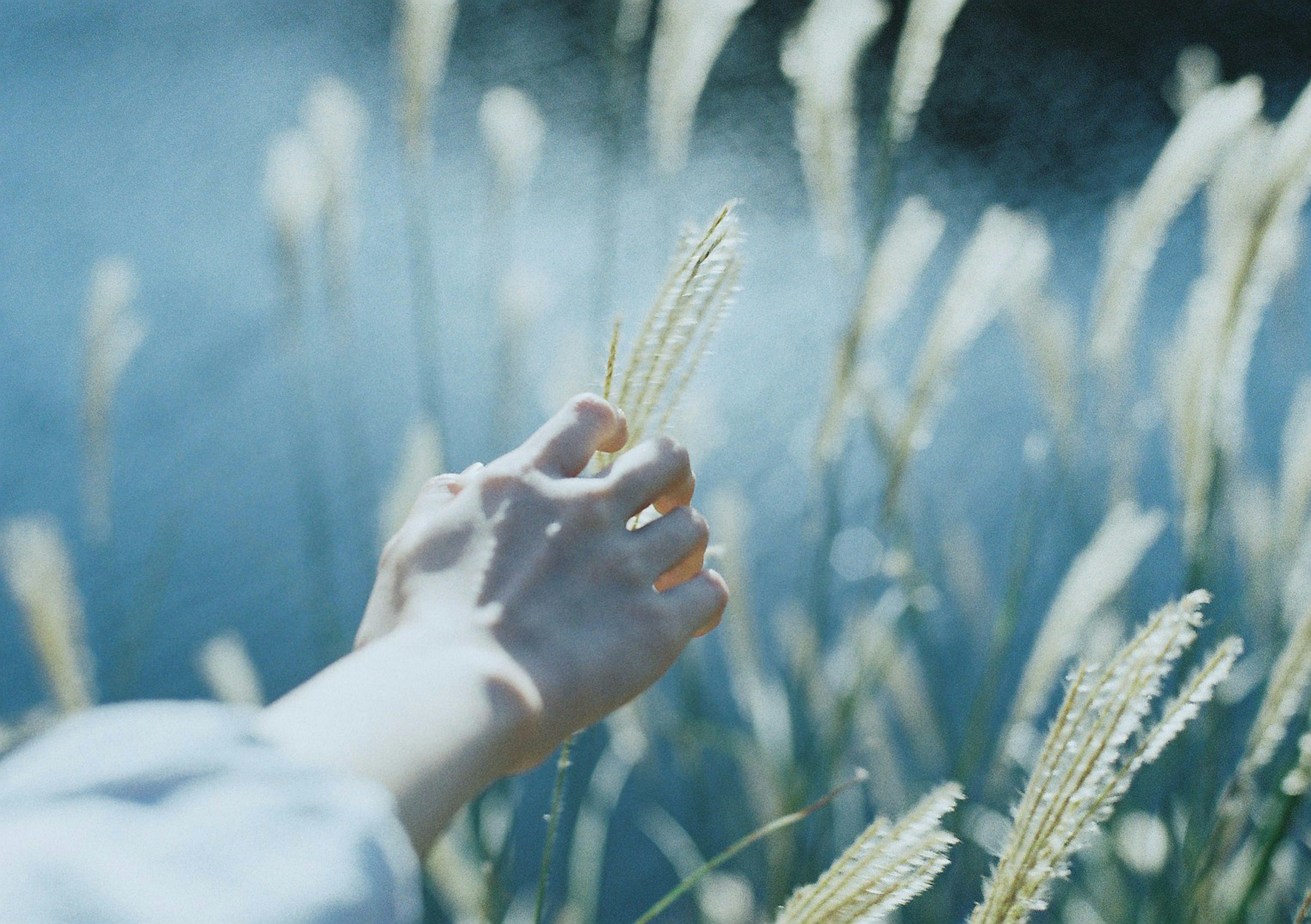 Une main tendue vers de l'herbe dorée sur fond bleu