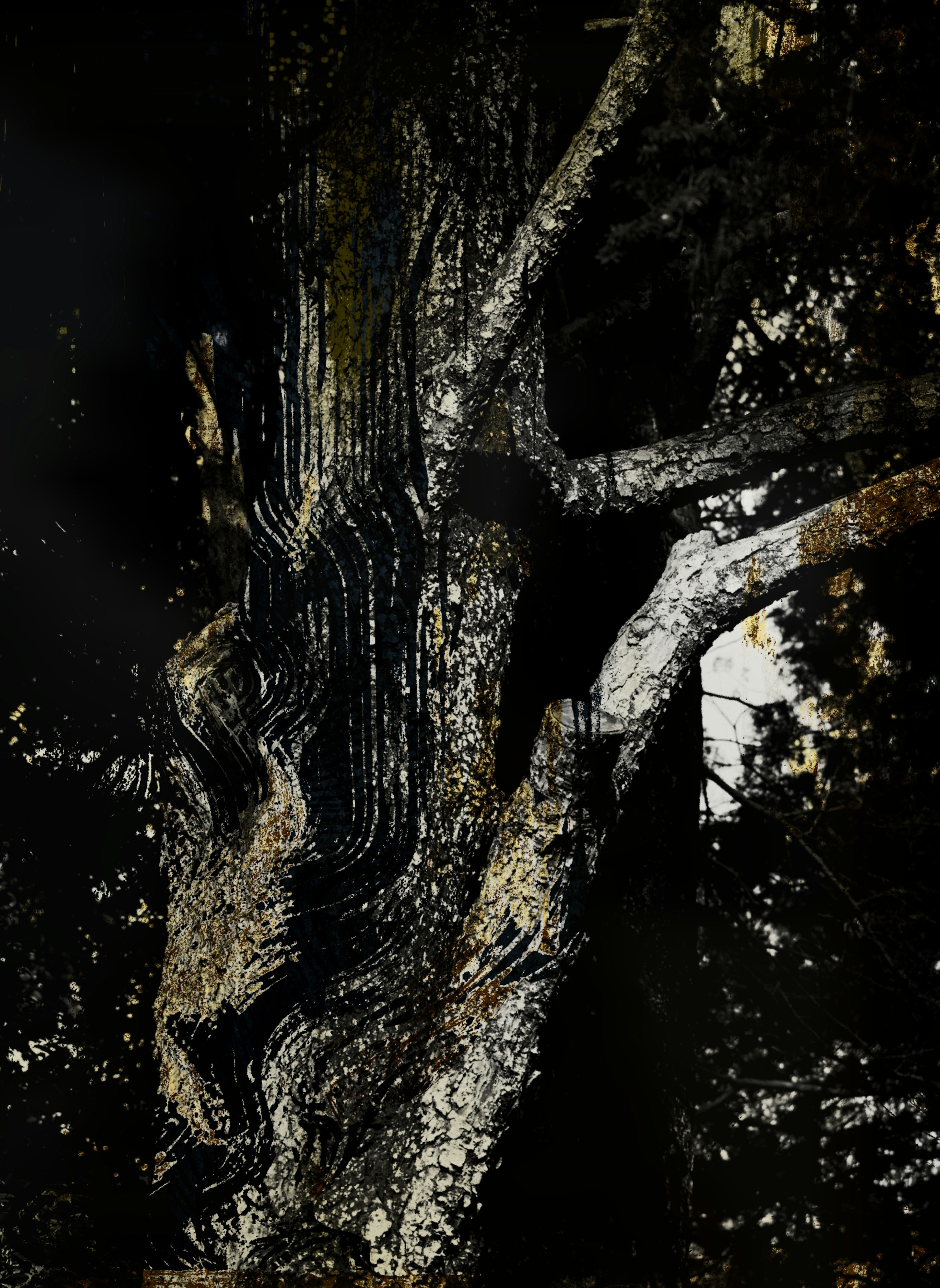 Detailed texture of a tree trunk and branches surrounded by a dark background