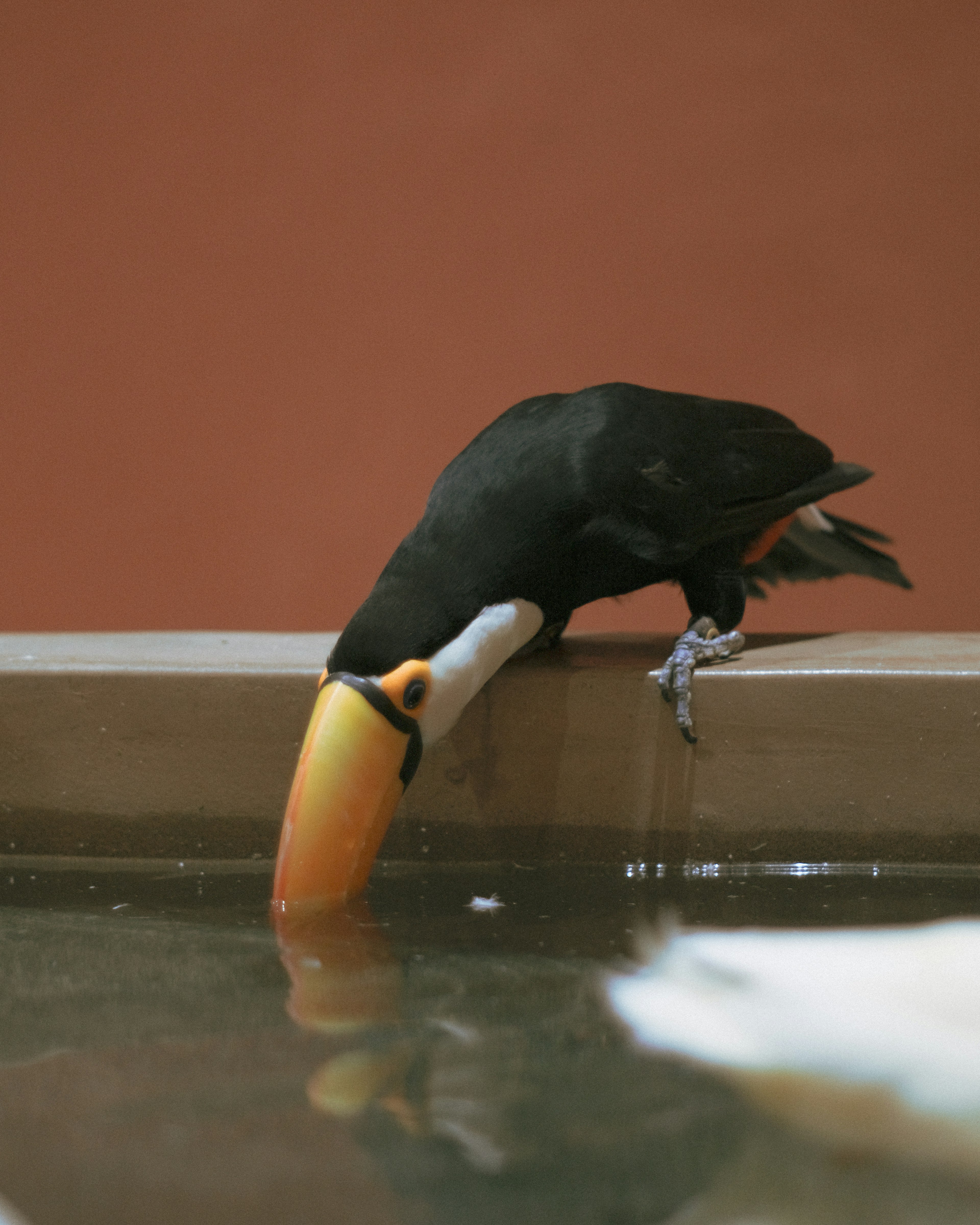 Toucan bird peering into water reflecting its image