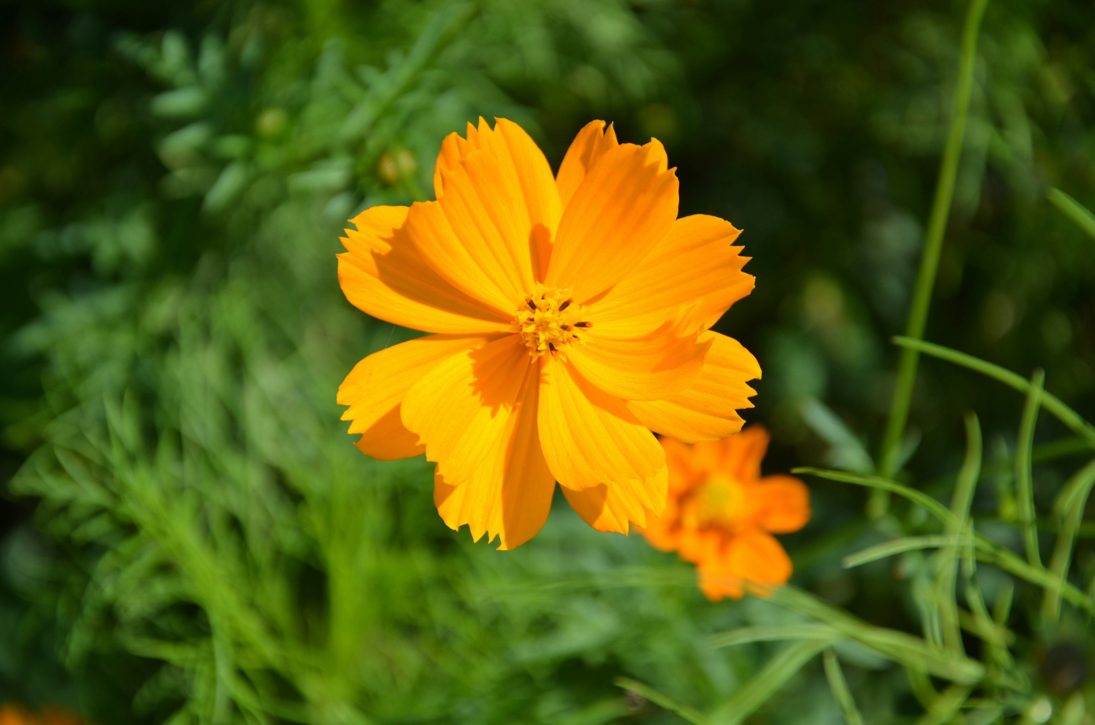 Fiore arancione brillante che fiorisce tra le foglie verdi