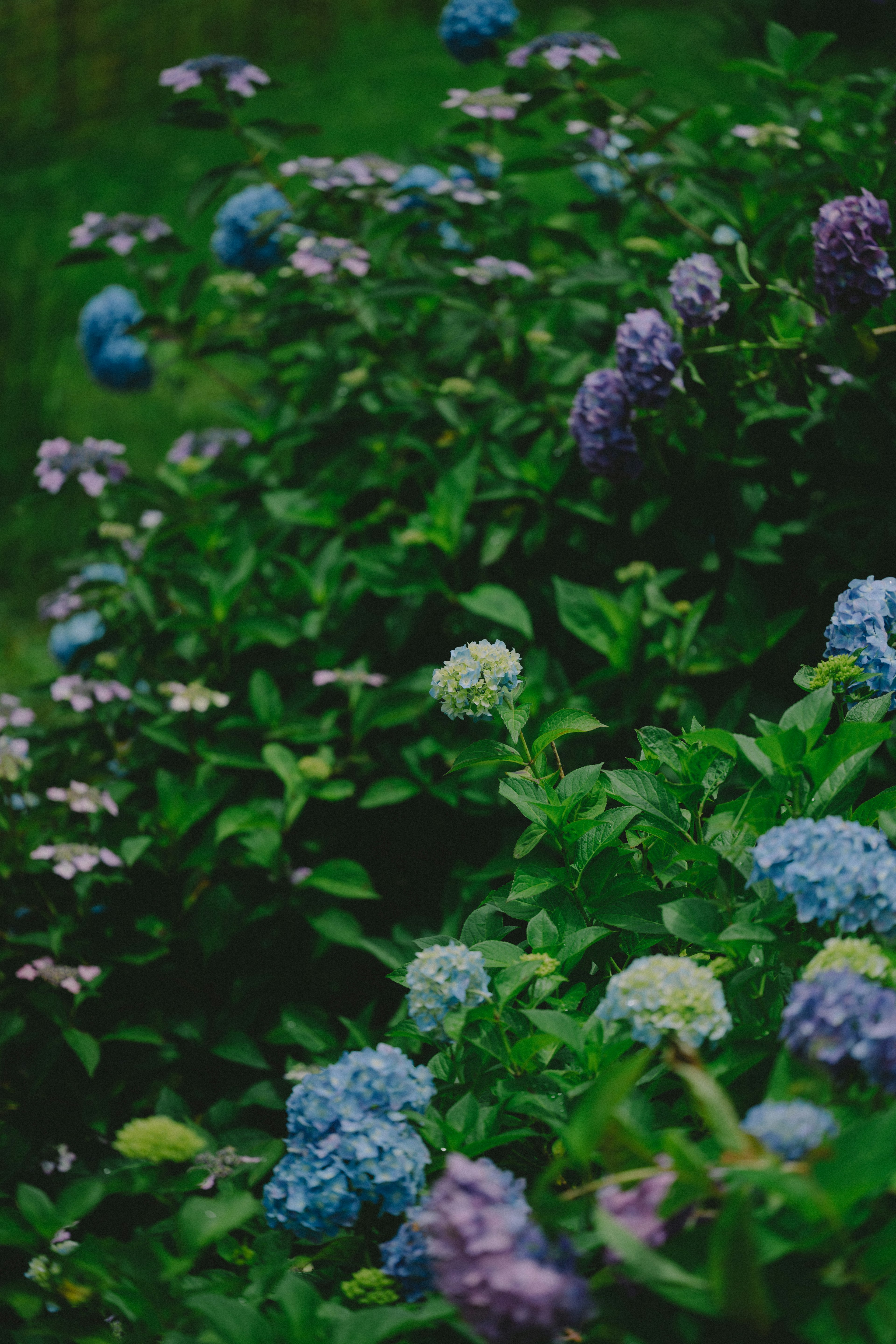 Hortensia biru dan ungu mekar di antara daun hijau