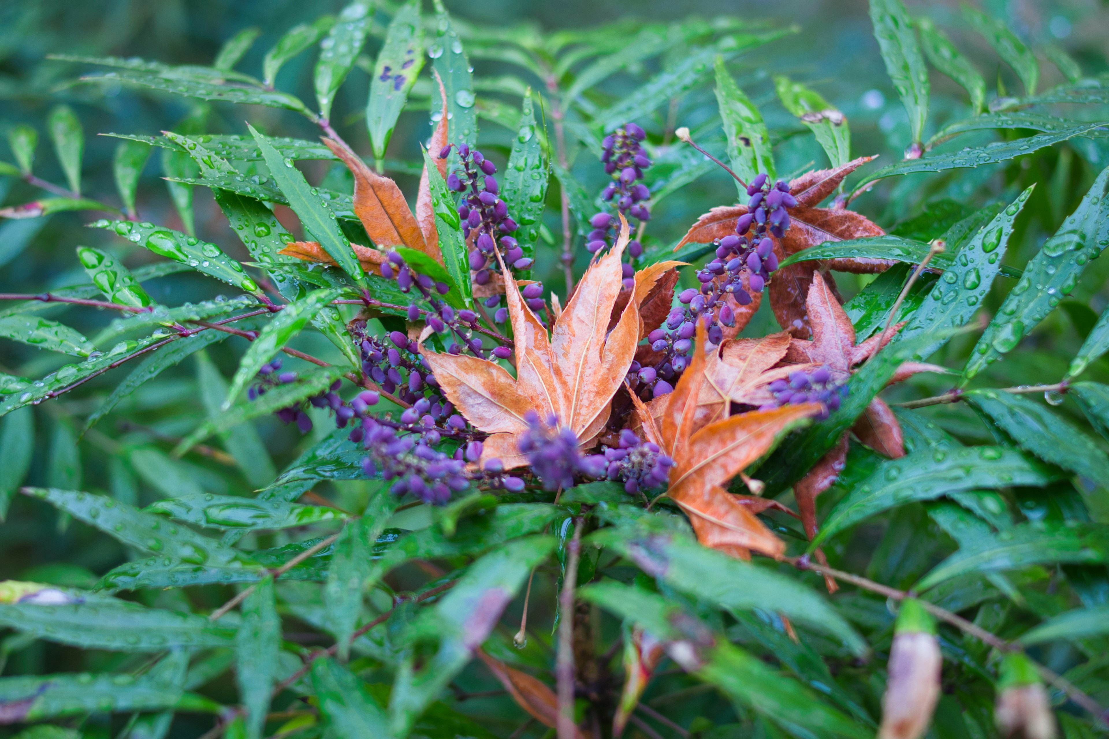 Primo piano di una pianta verde con fiori viola e foglie arancioni