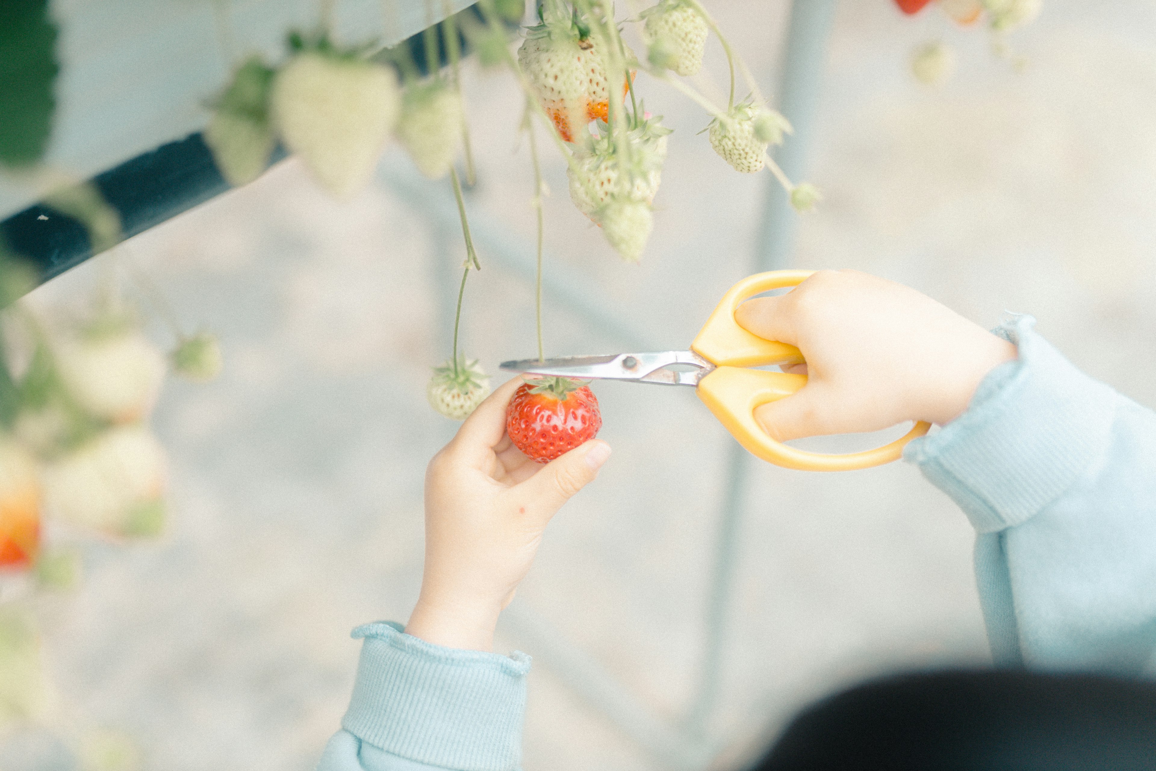 Una persona che tiene una fragola matura con delle forbici gialle in mano