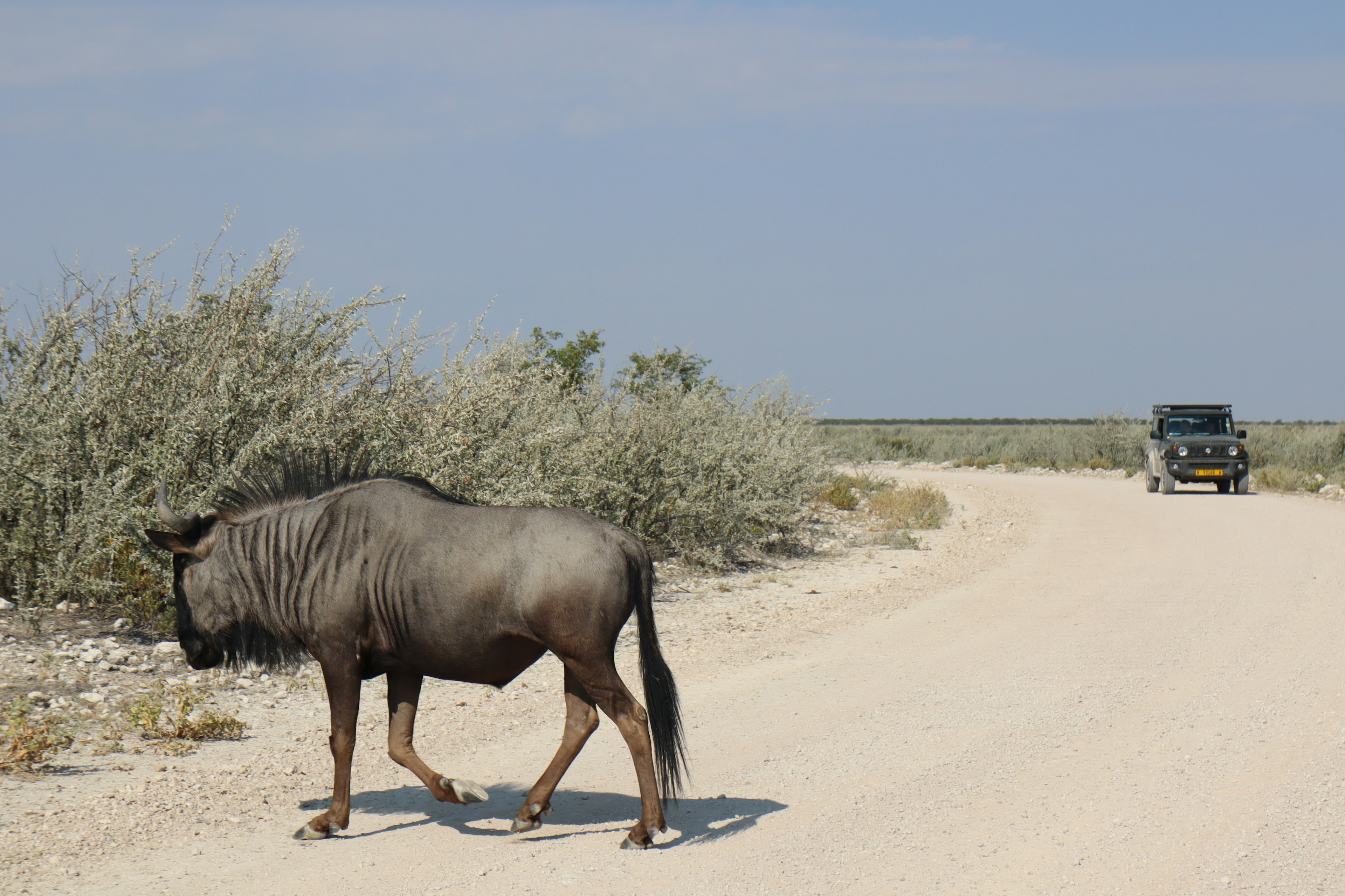 Wildebeest walking on a dry road with shrubs in the background