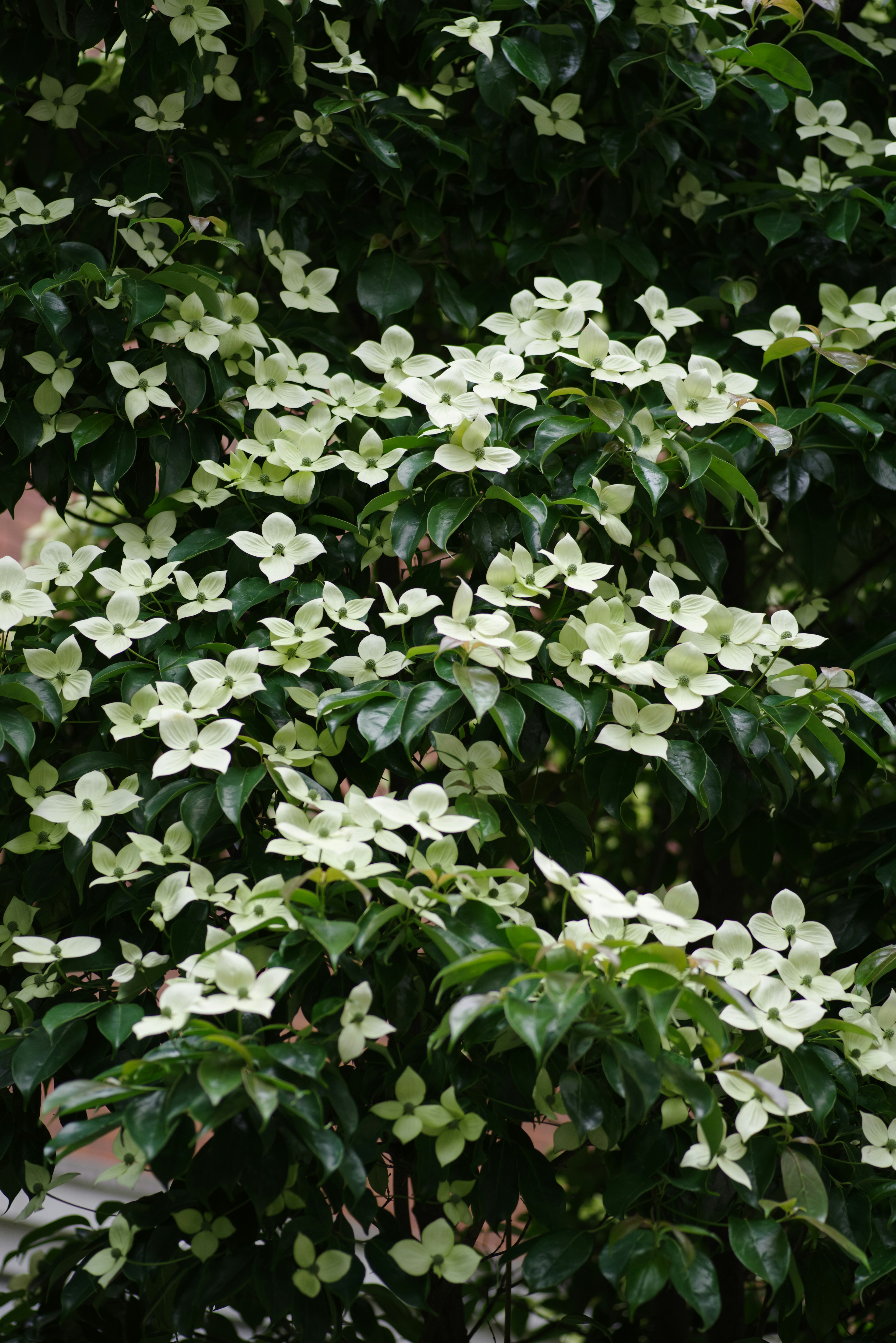 Büschel aus weißen Blumen auf einem grünen Blattbaum