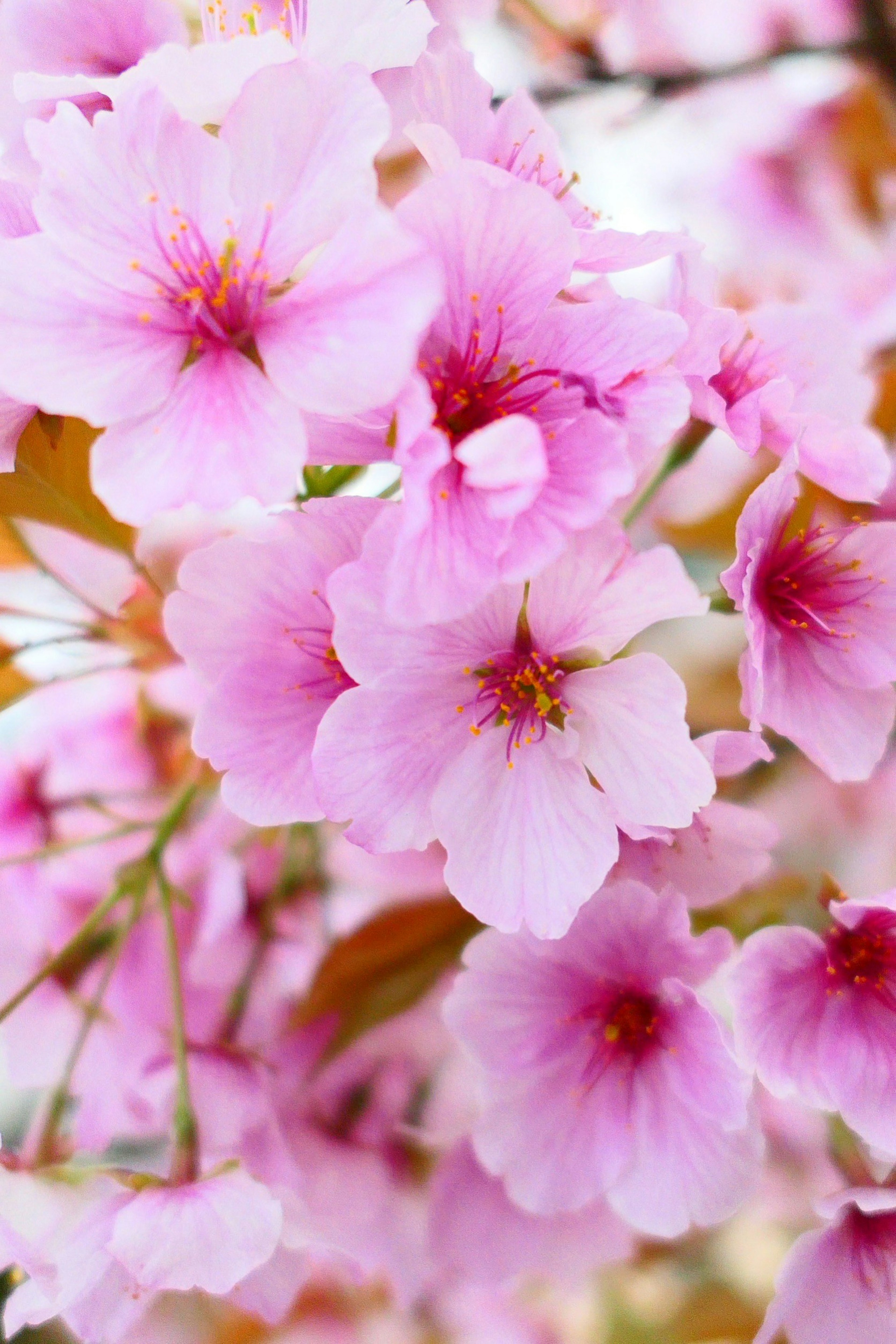 Primer plano de flores de cerezo en tonos rosados con centros amarillos