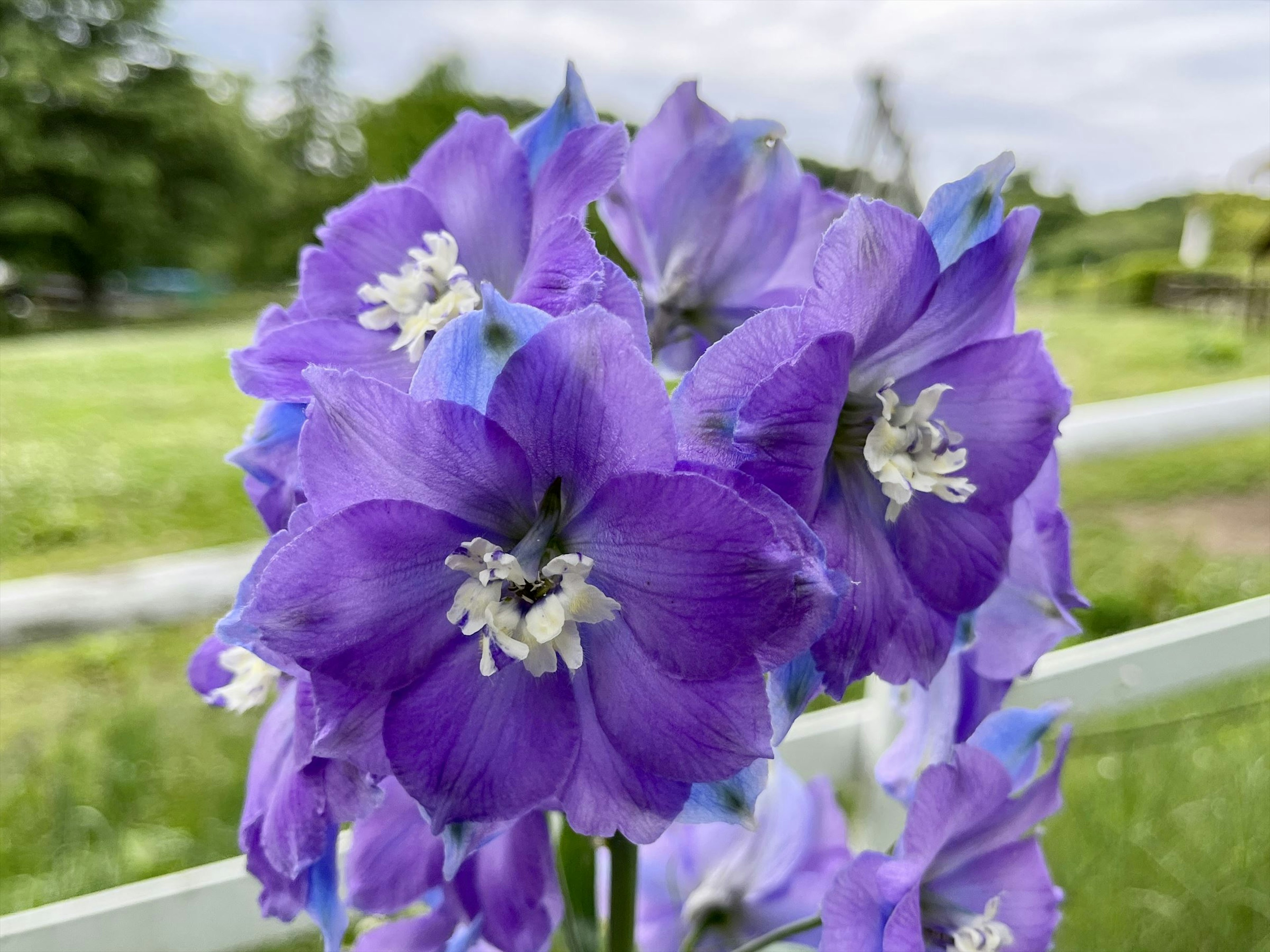 Un gruppo di fiori di delphinium viola su uno sfondo verde