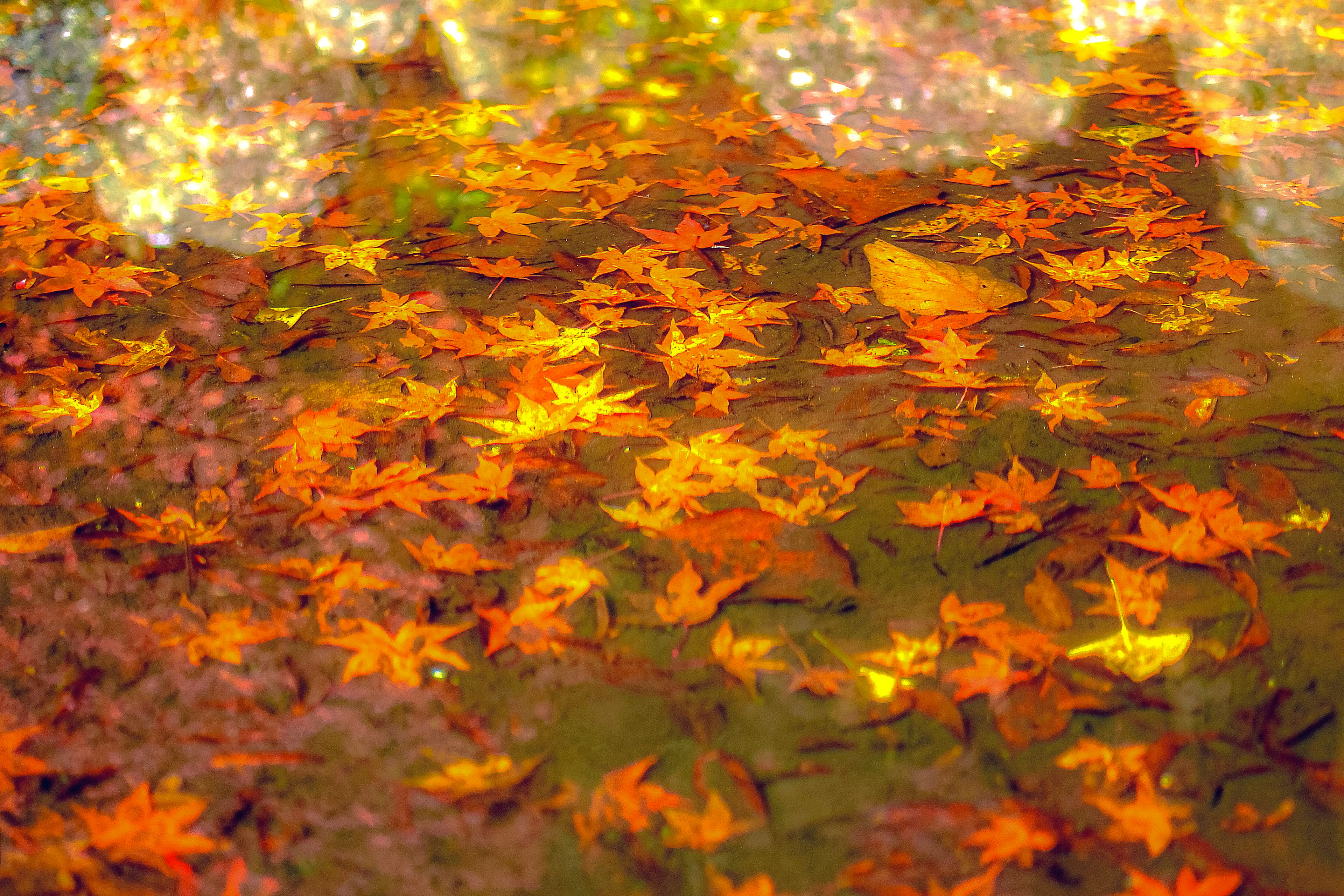 Beautiful image of autumn-colored leaves floating on water