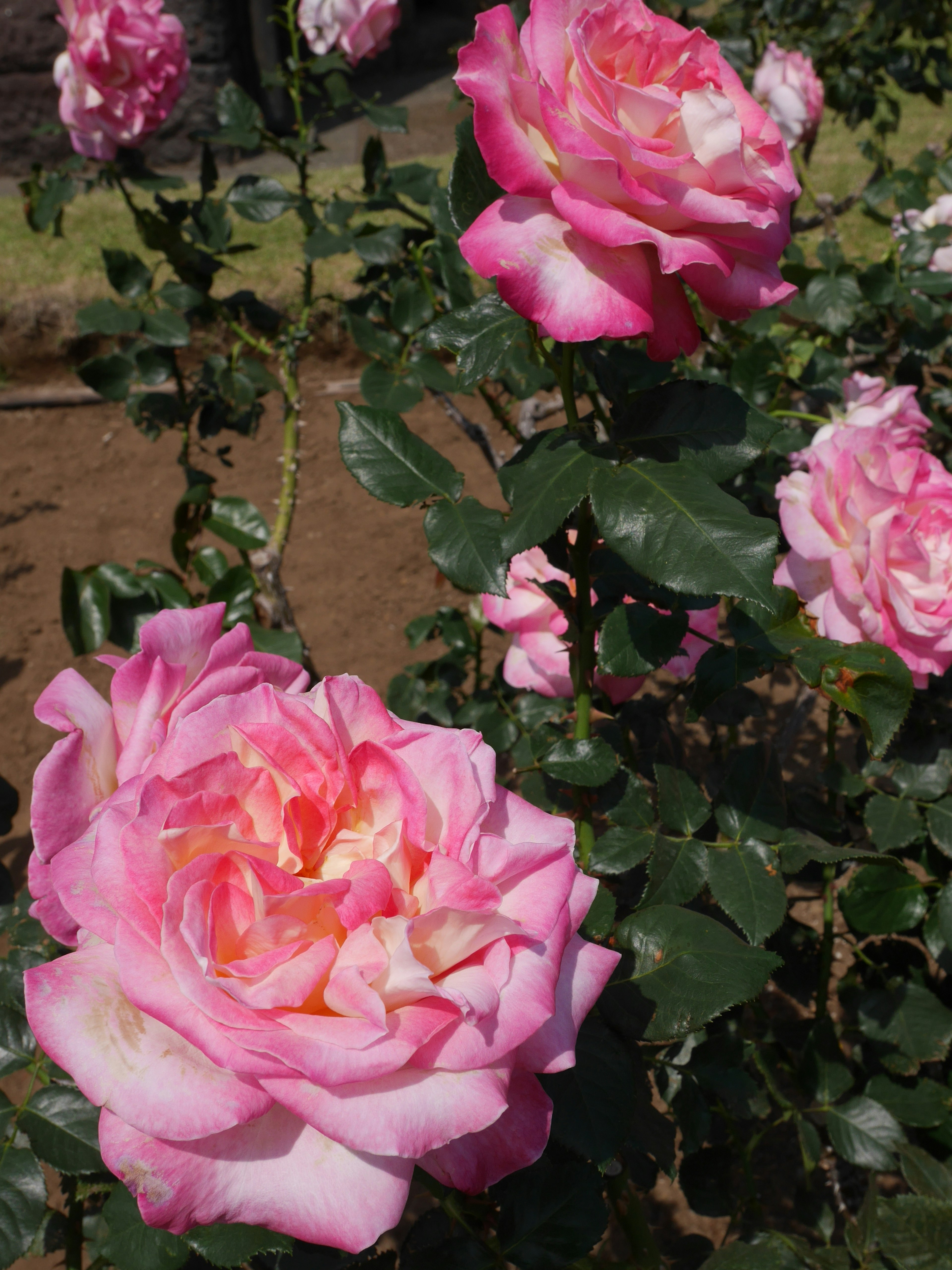 Mawar pink cerah mekar di taman