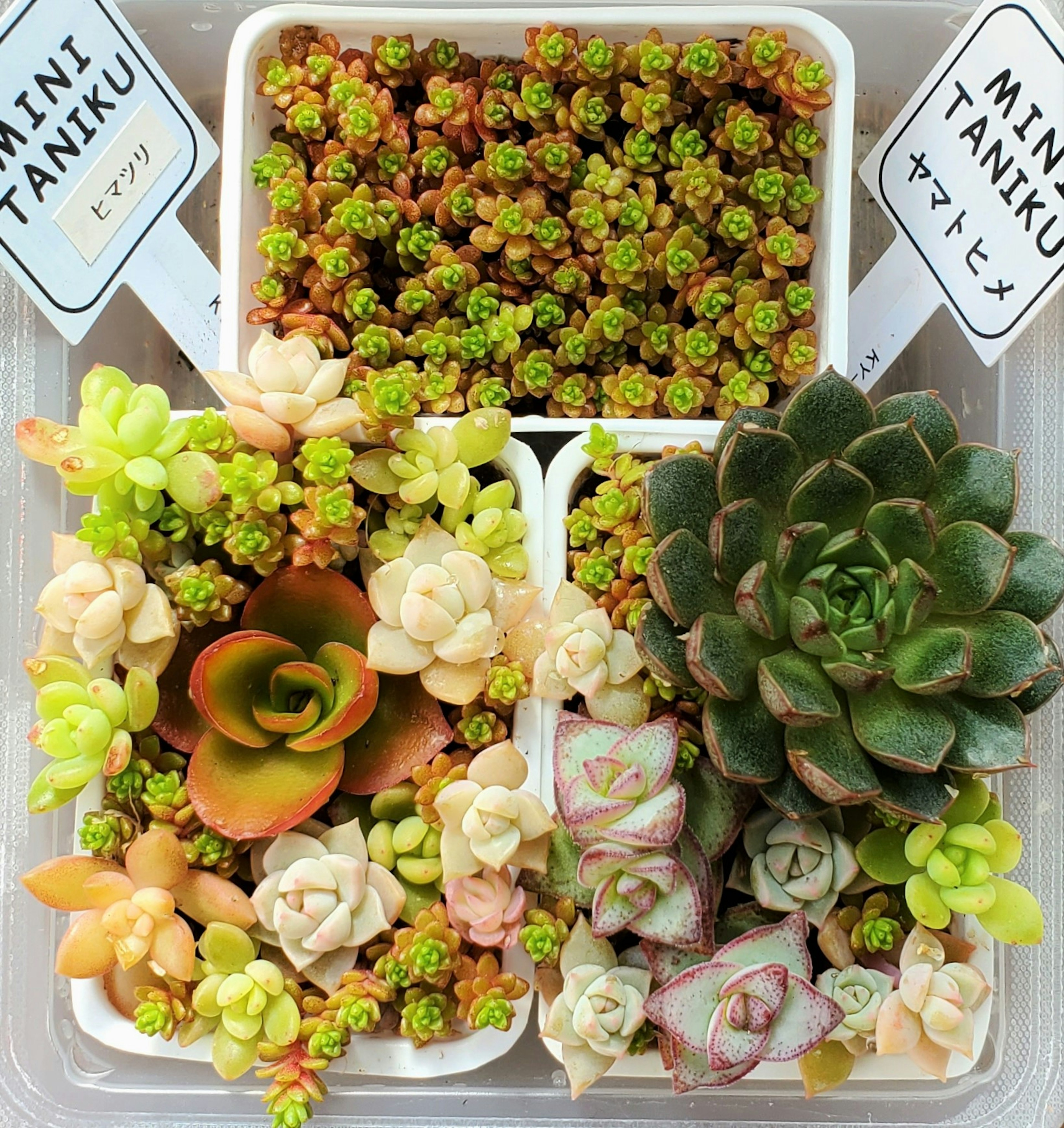 Conteneur avec des plantes succulentes variées dans un arrangement mini taniku