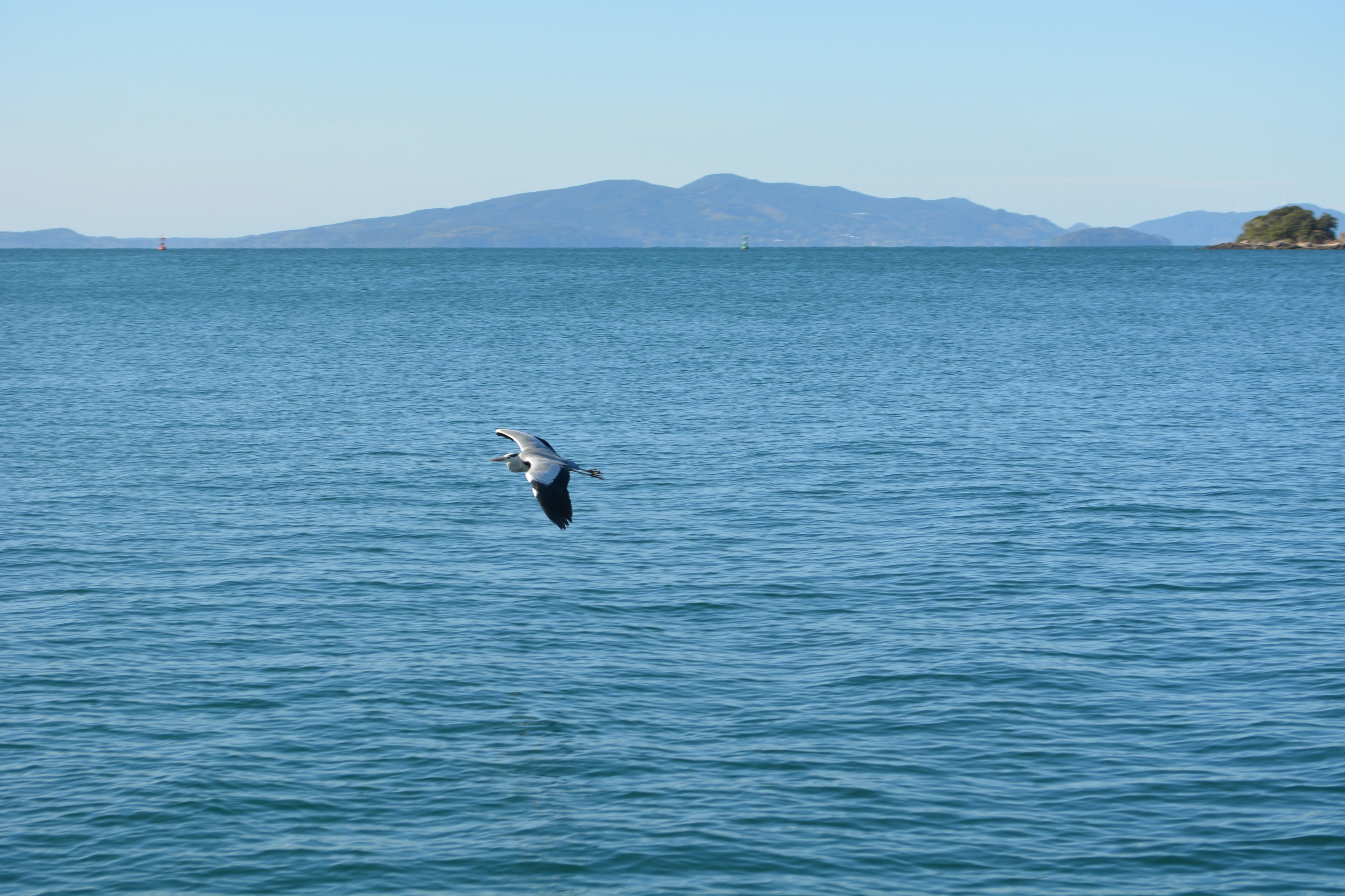 Un oiseau volant au-dessus de l'eau bleue avec des montagnes au loin