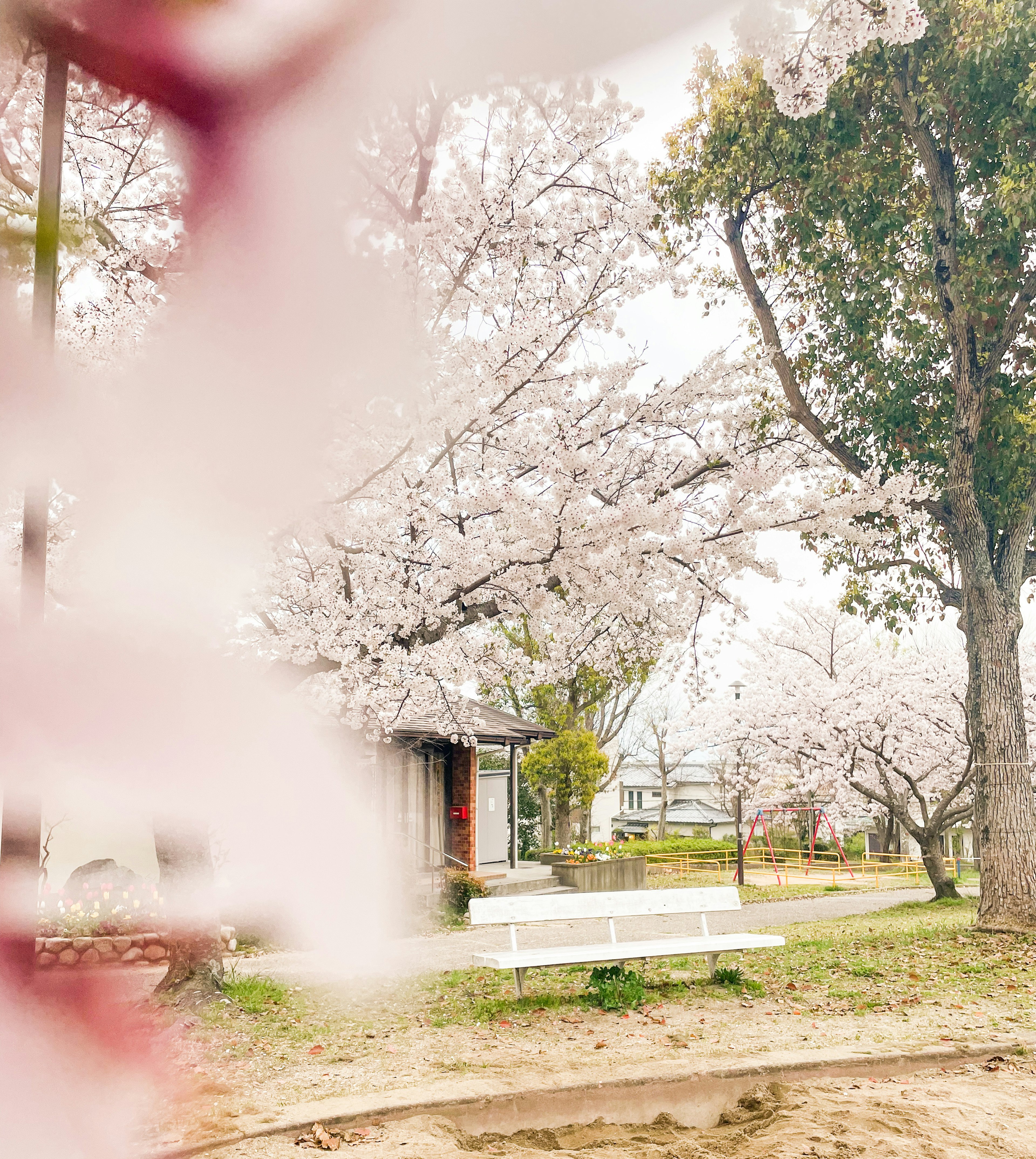 公园景观樱花树白色长椅和建筑物可见